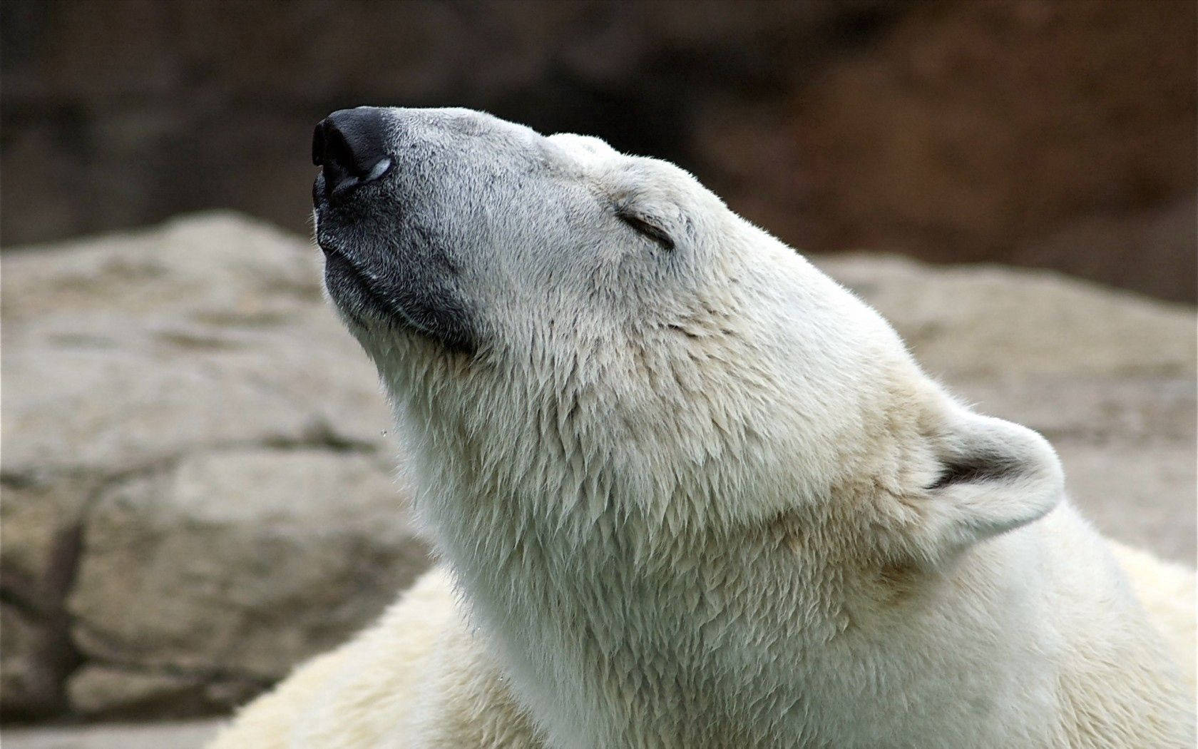 Head Lifting Polar Bear Background