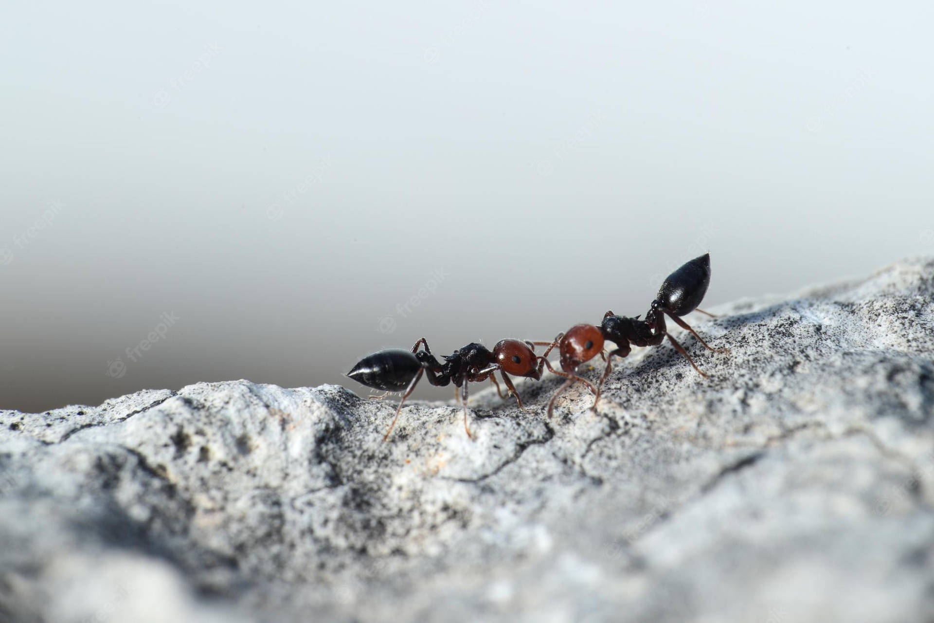 Head To Head Ant Background