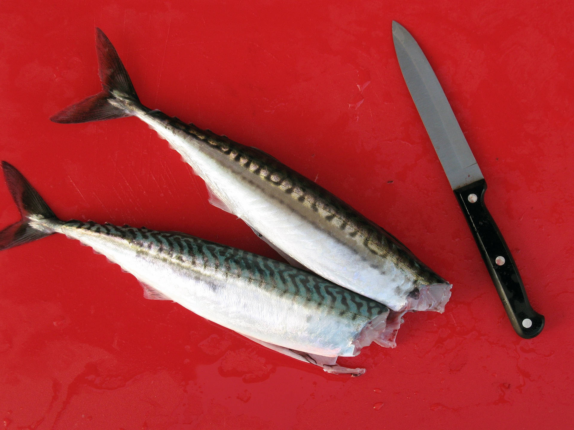 Headless Mackerels On Red Surface