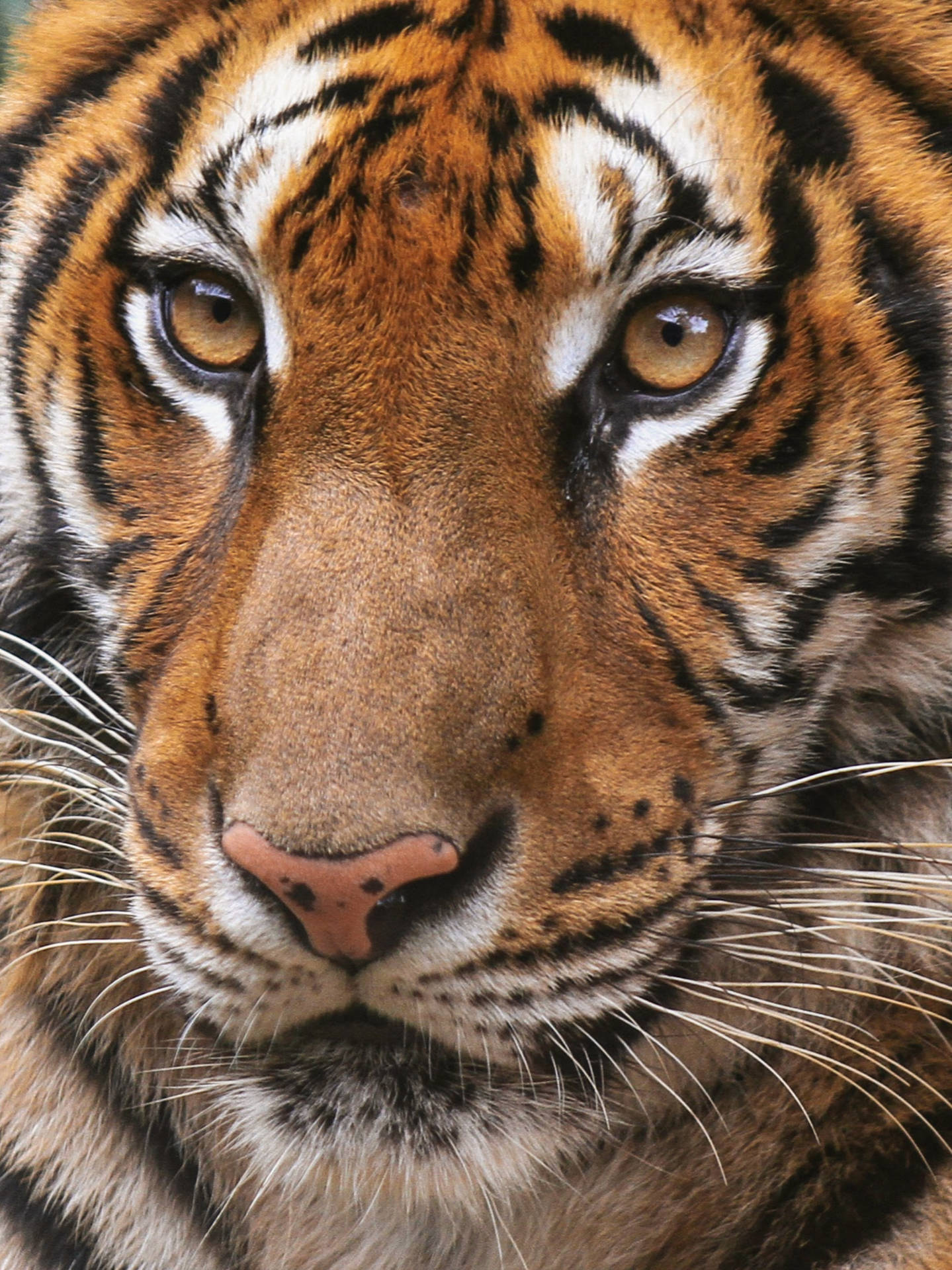Headshot Tiger Iphone Background