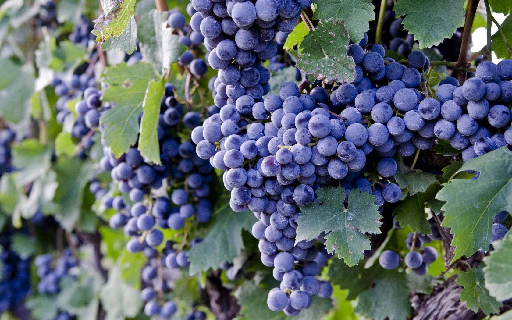 Healthy Fresh Food Grapes Background