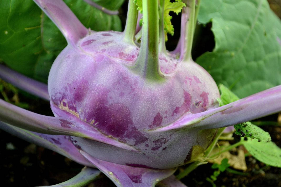 Healthy Kohlrabi Purple Vegetable Background