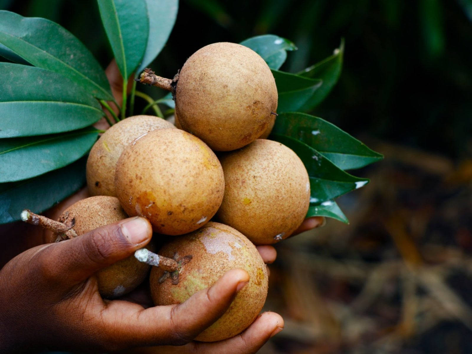 Healthy Living With Fresh Sapodilla Fruits Background