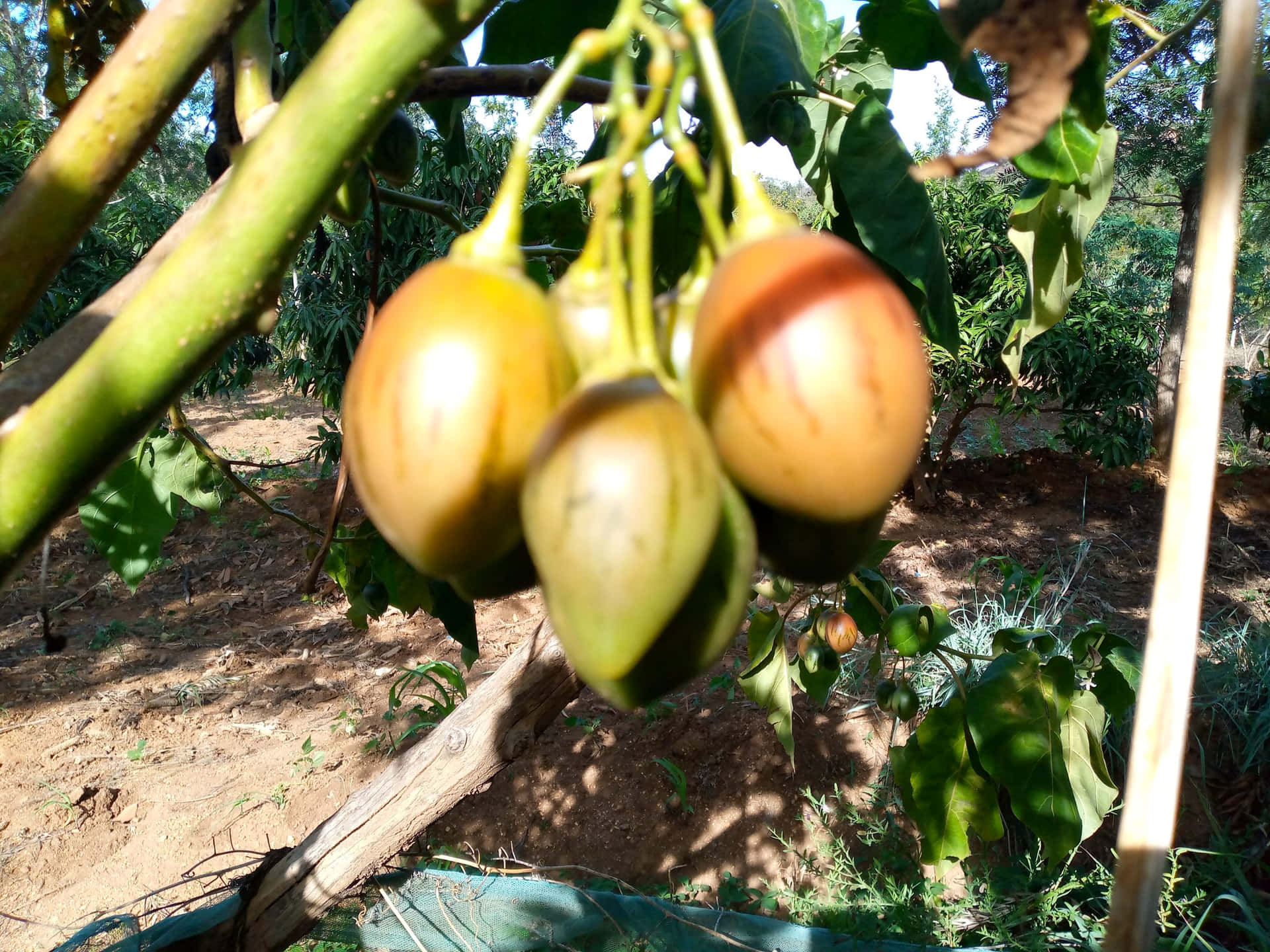 Healthy Tamarillo Tropical Fruit Bundle Background