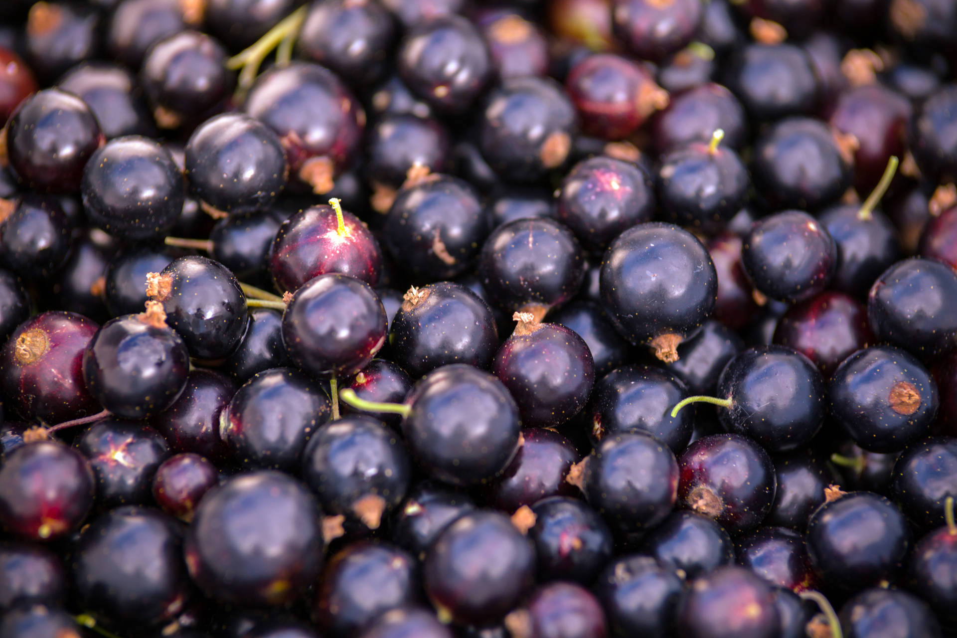 Heap Of Blackcurrant Background