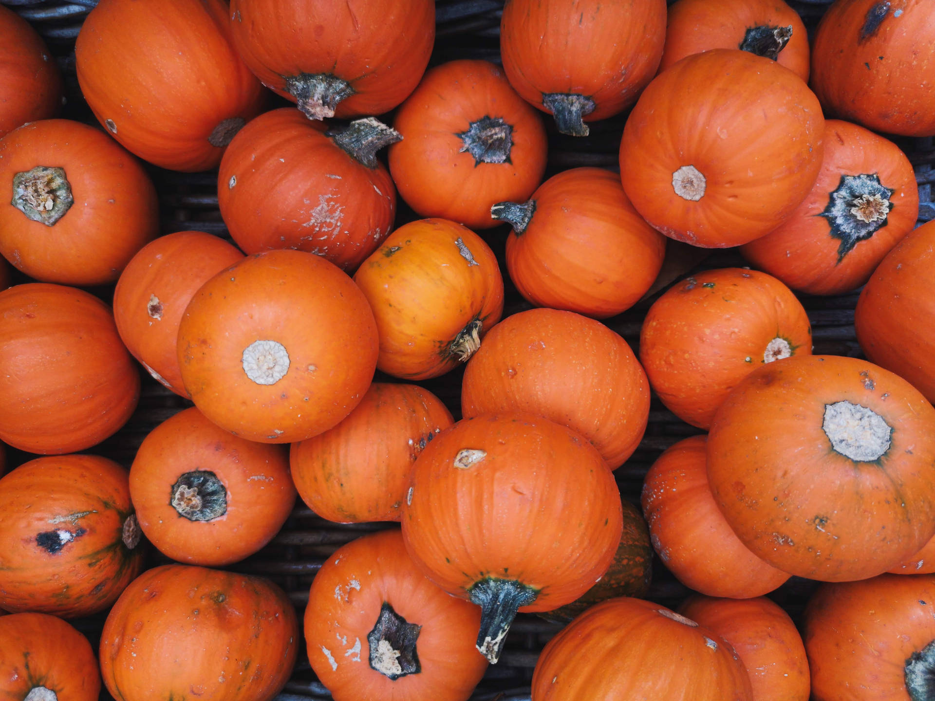 Heap Of Small Rustic Fall Pumpkins Background