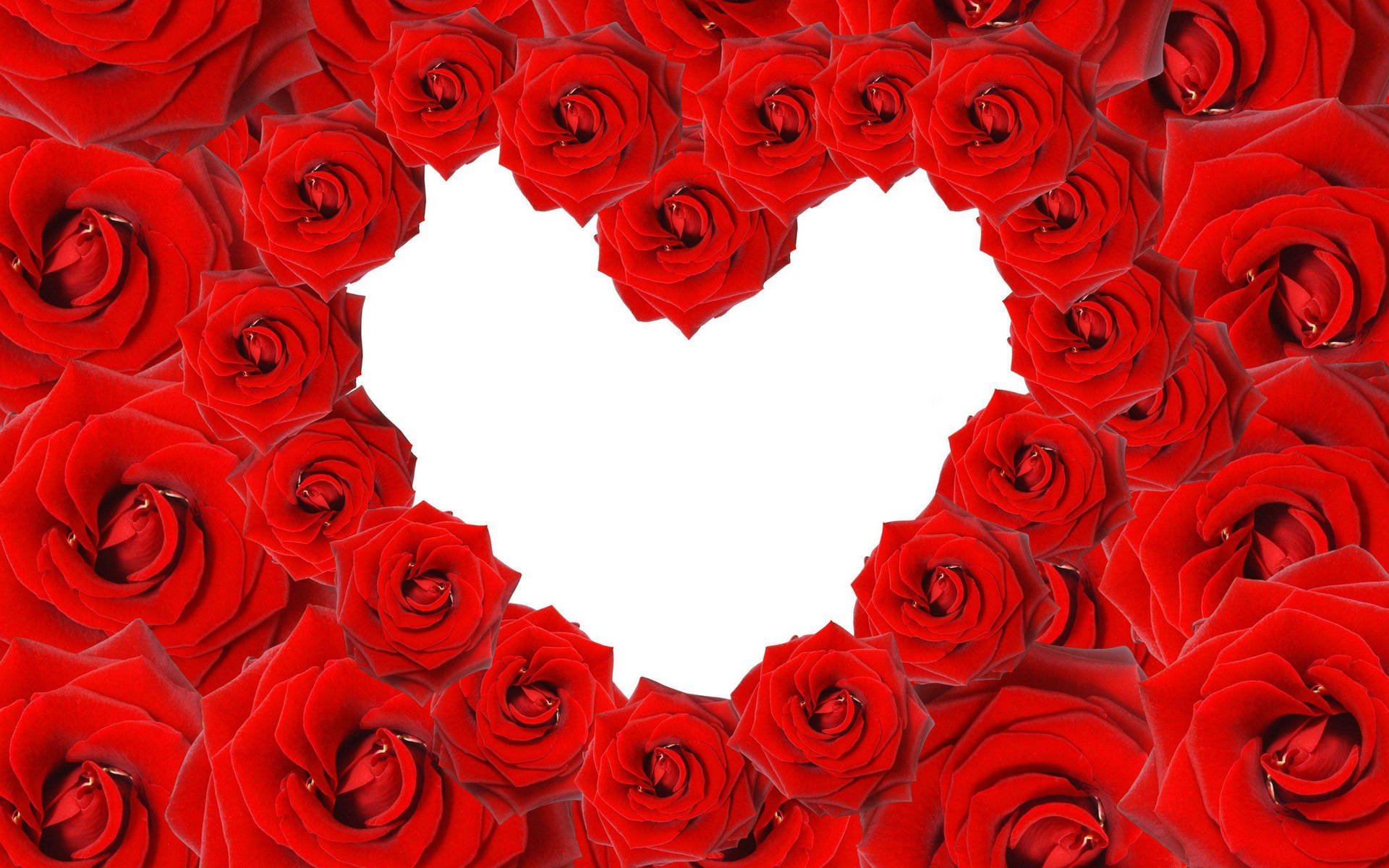 Heart Of Love Rose Background