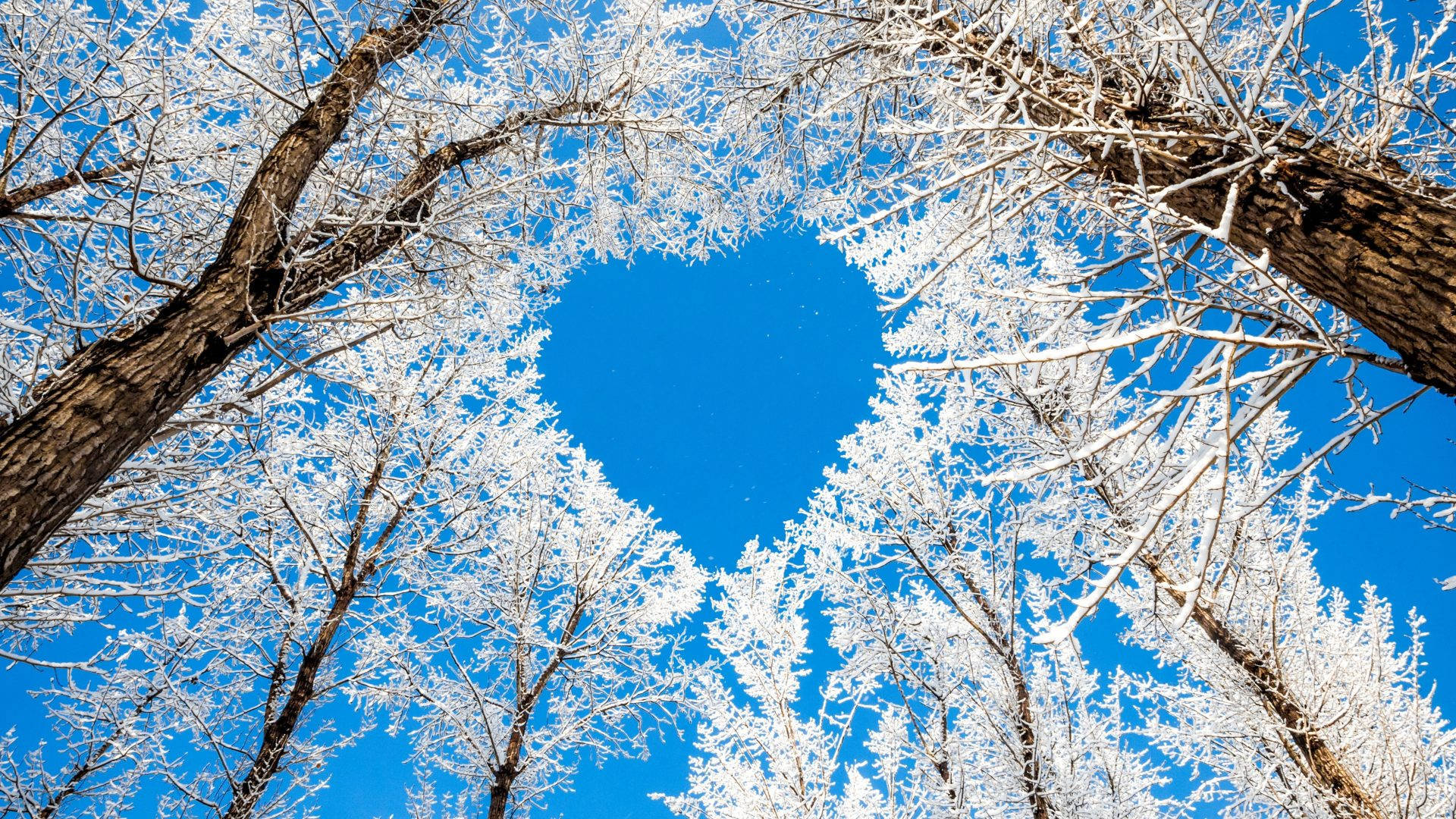 Heart Shaped Clearing Through White Trees Background