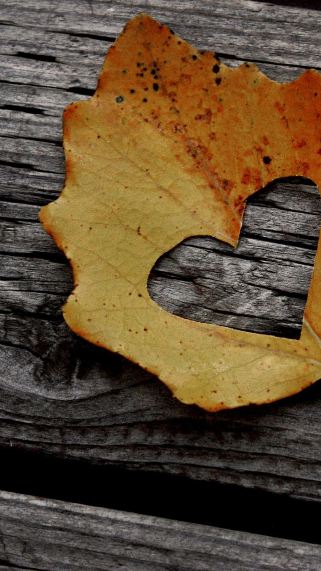 Heart-shaped Fall Leaf Tumblr Photography Iphone Background