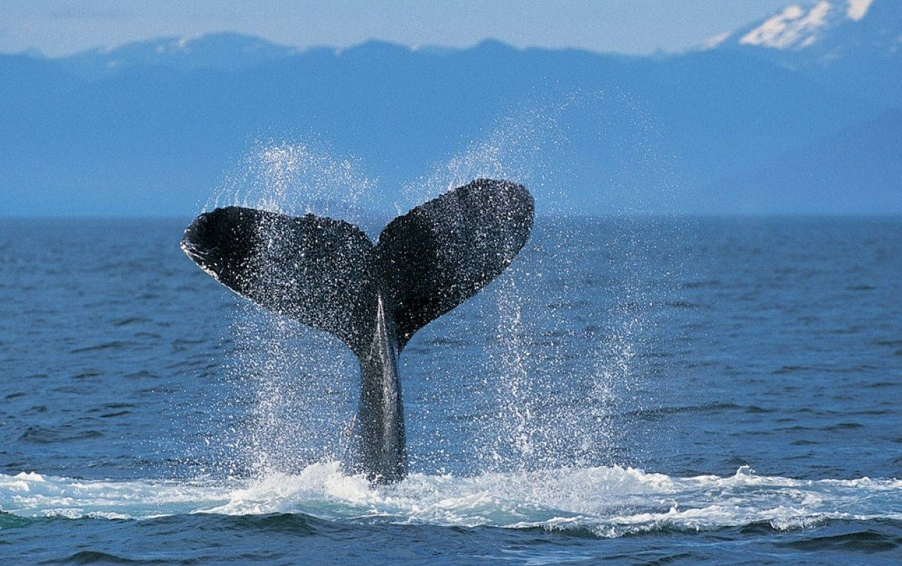 Heart-shaped Whale Tail In The Sea Background