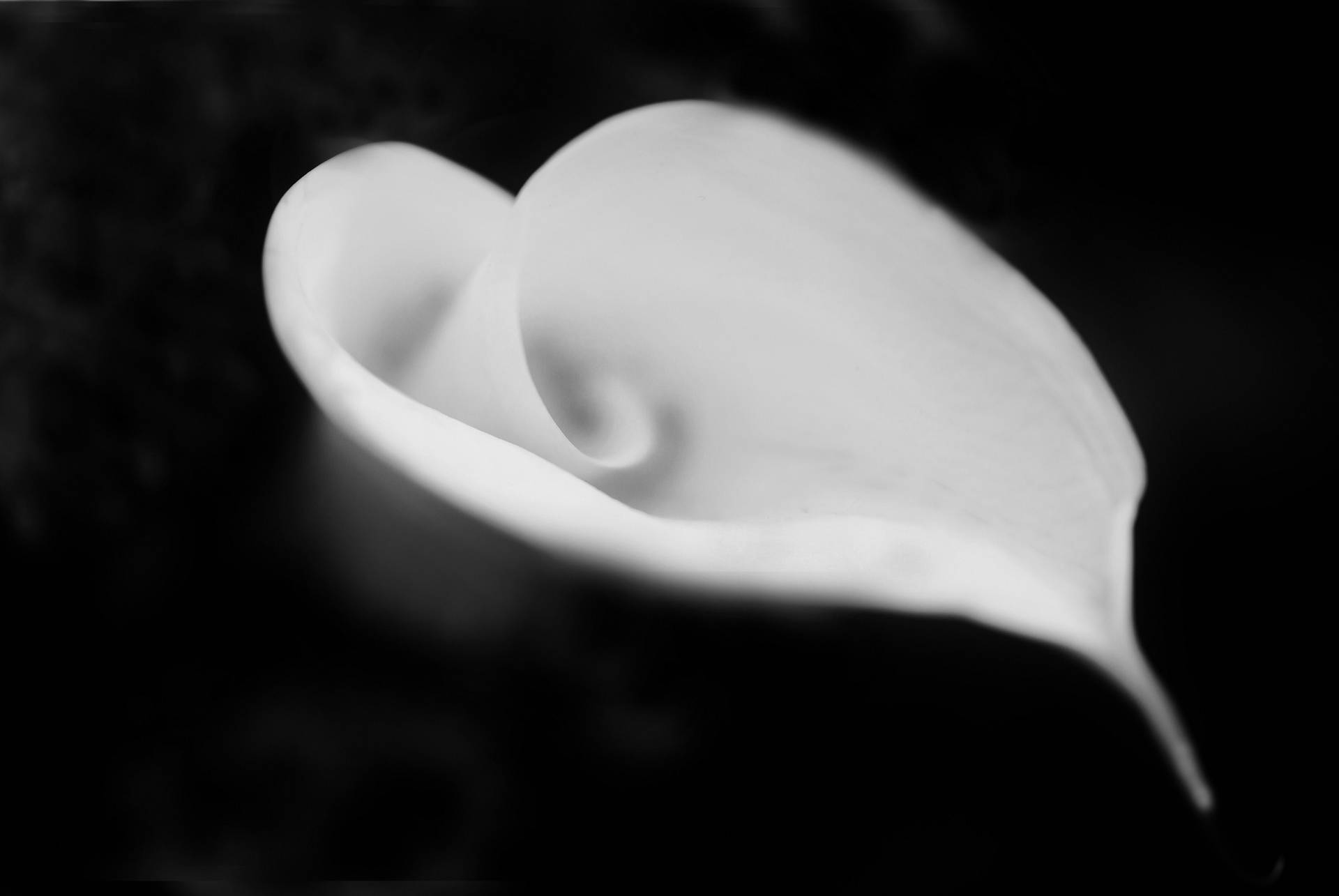 Heart-shaped White Lily Background