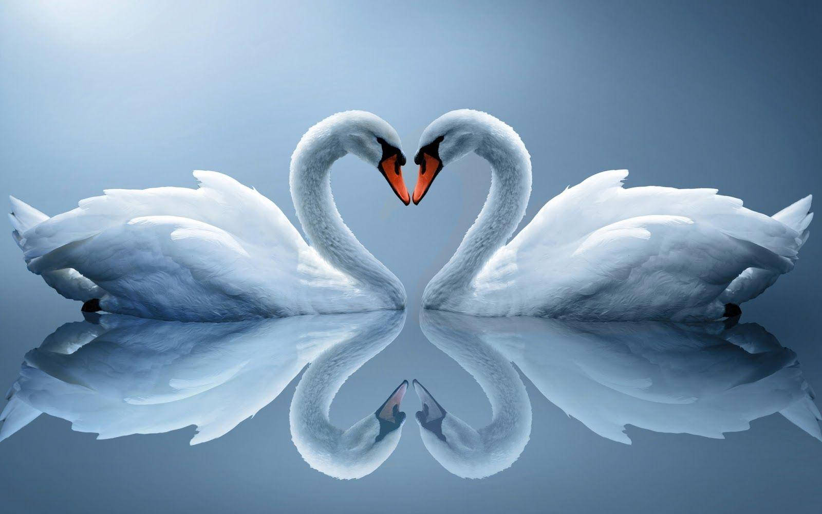 Heart Swans Love Full Hd Background