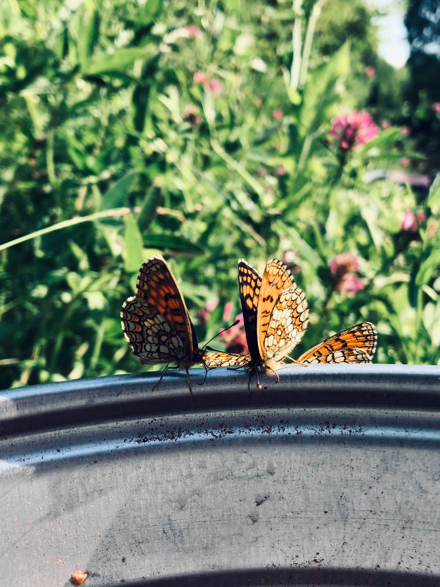 Heath Fritillary Butteflies Background