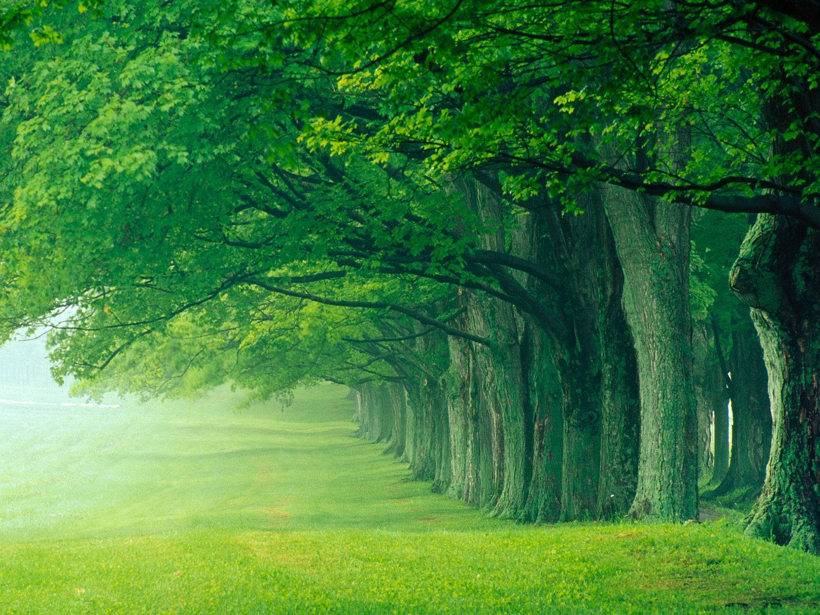 Heavenly Green Forest In Louisville Kentucky Background