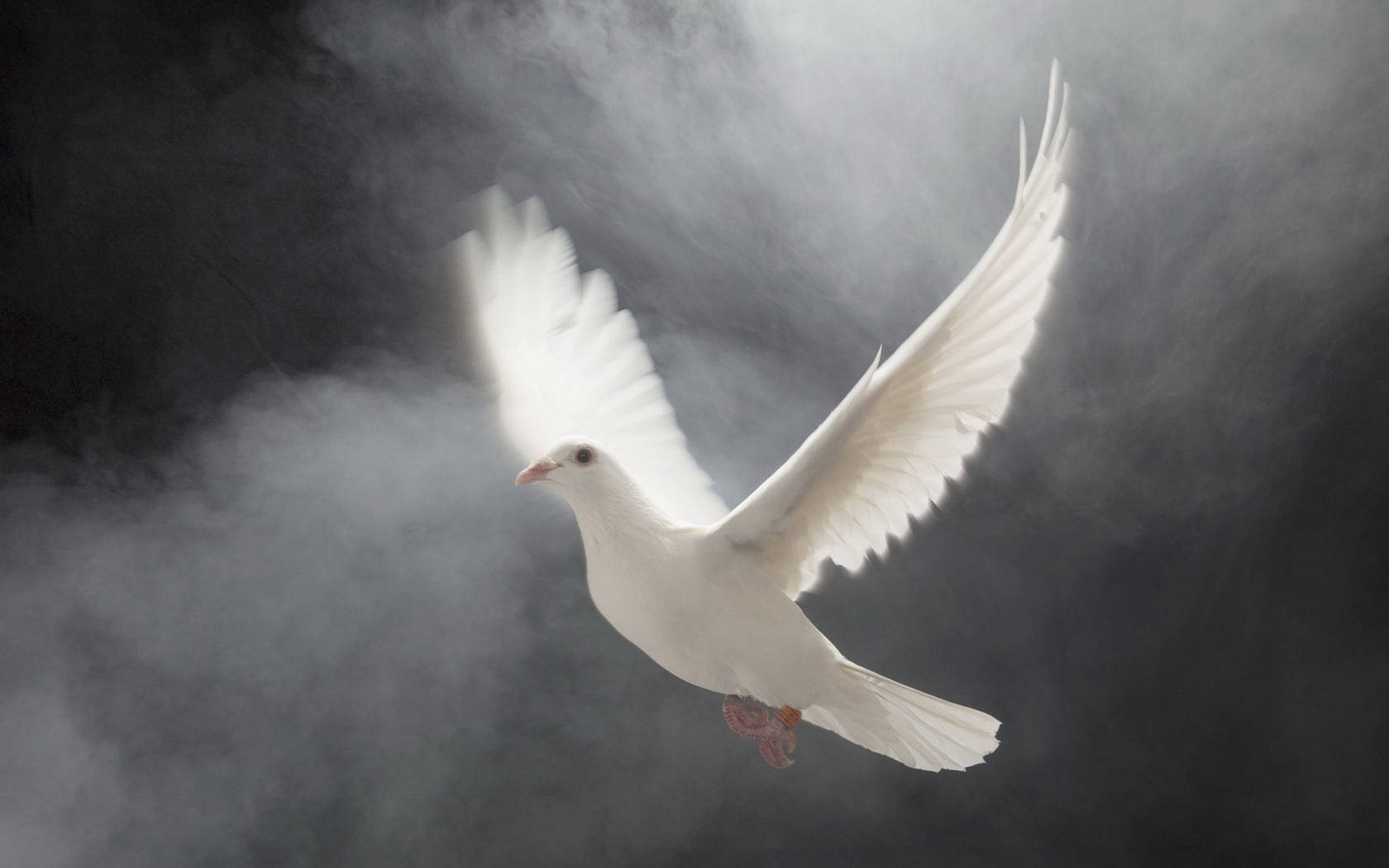 Heavenly White Dove Background