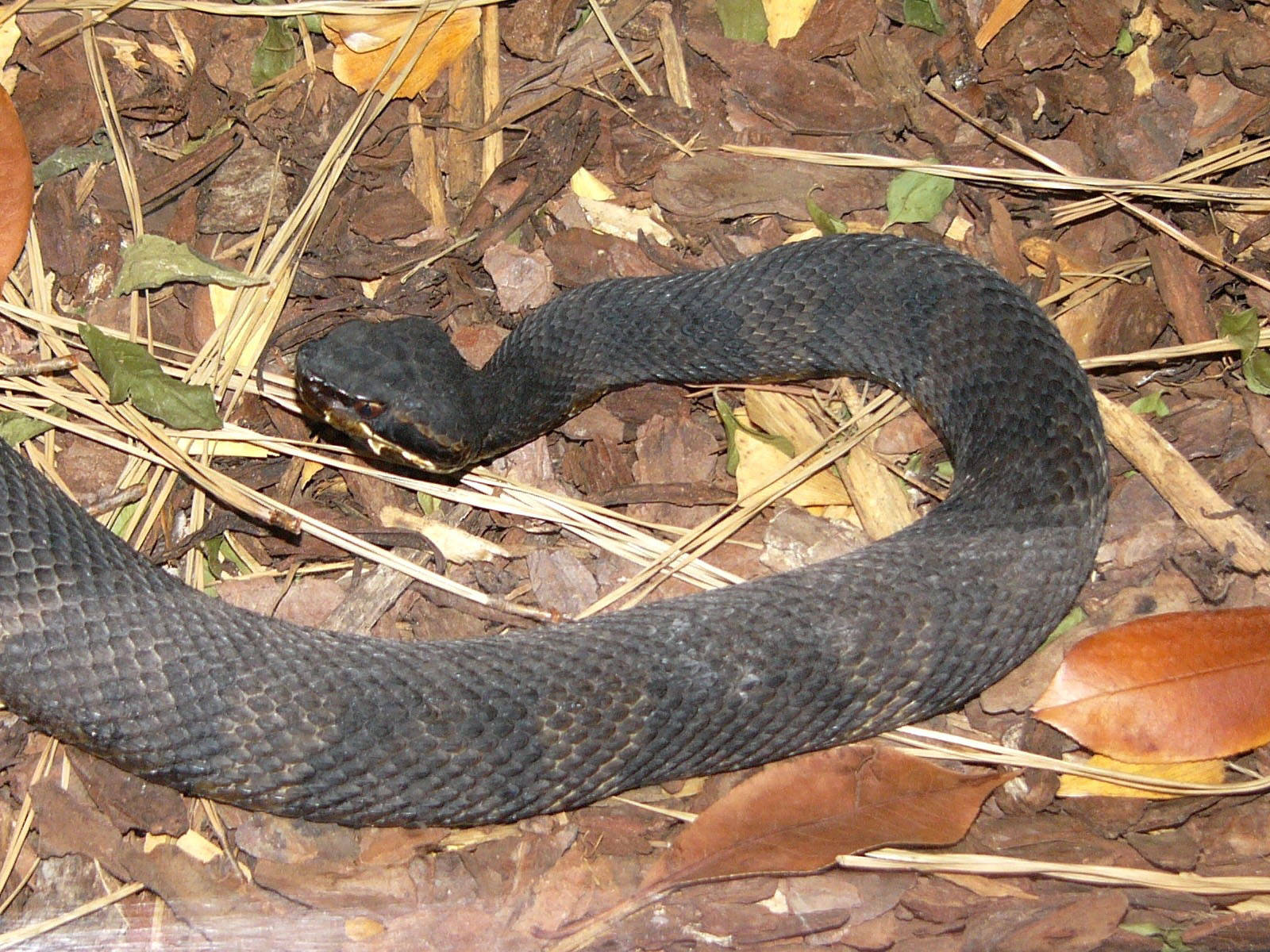 Heavy Bodied Northern Cottonmouth