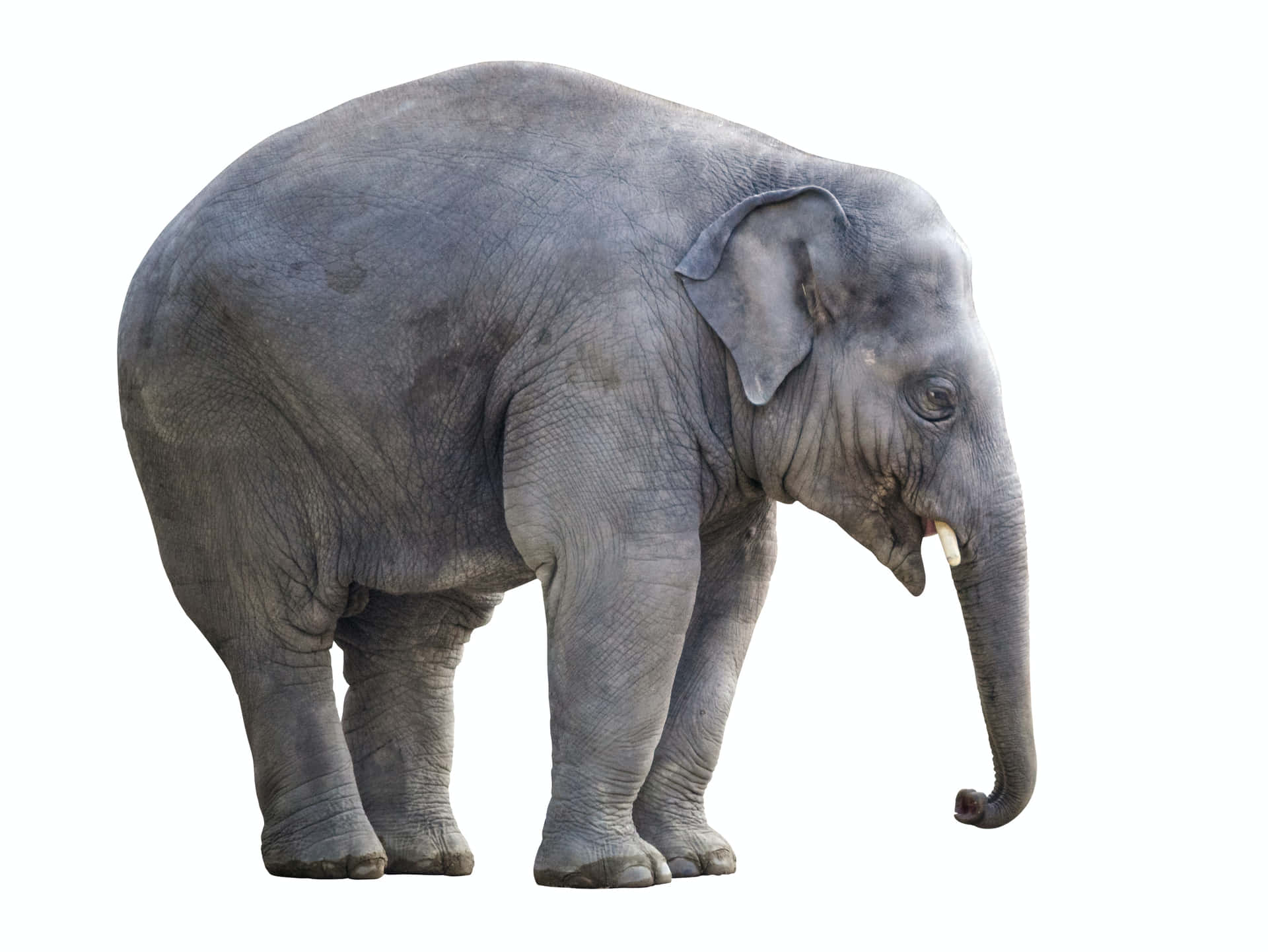 Heavy Elephant [wallpaper] Background