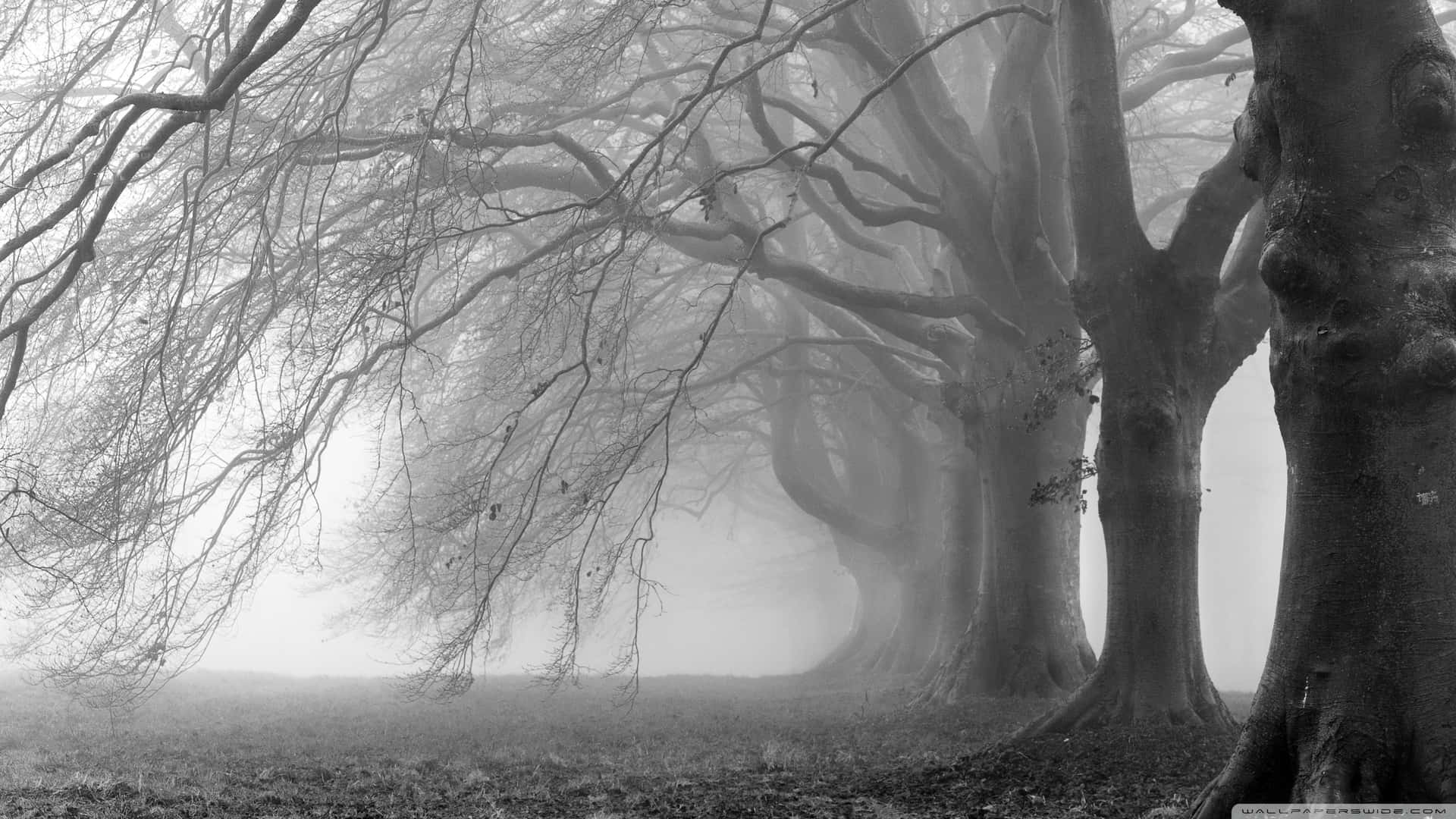Heavy Fog [wallpaper] Background