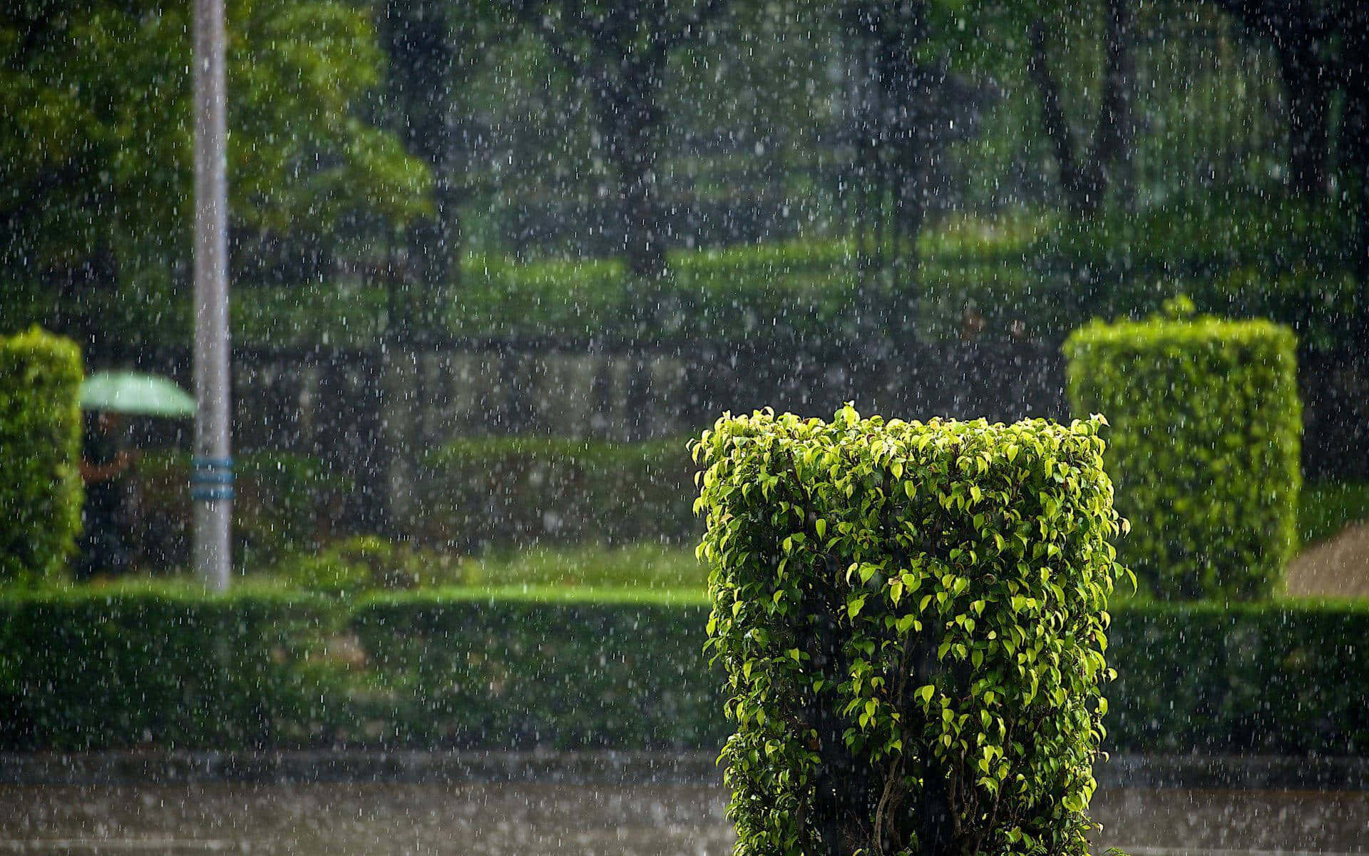 Hedge Shrubs In The Rain Background