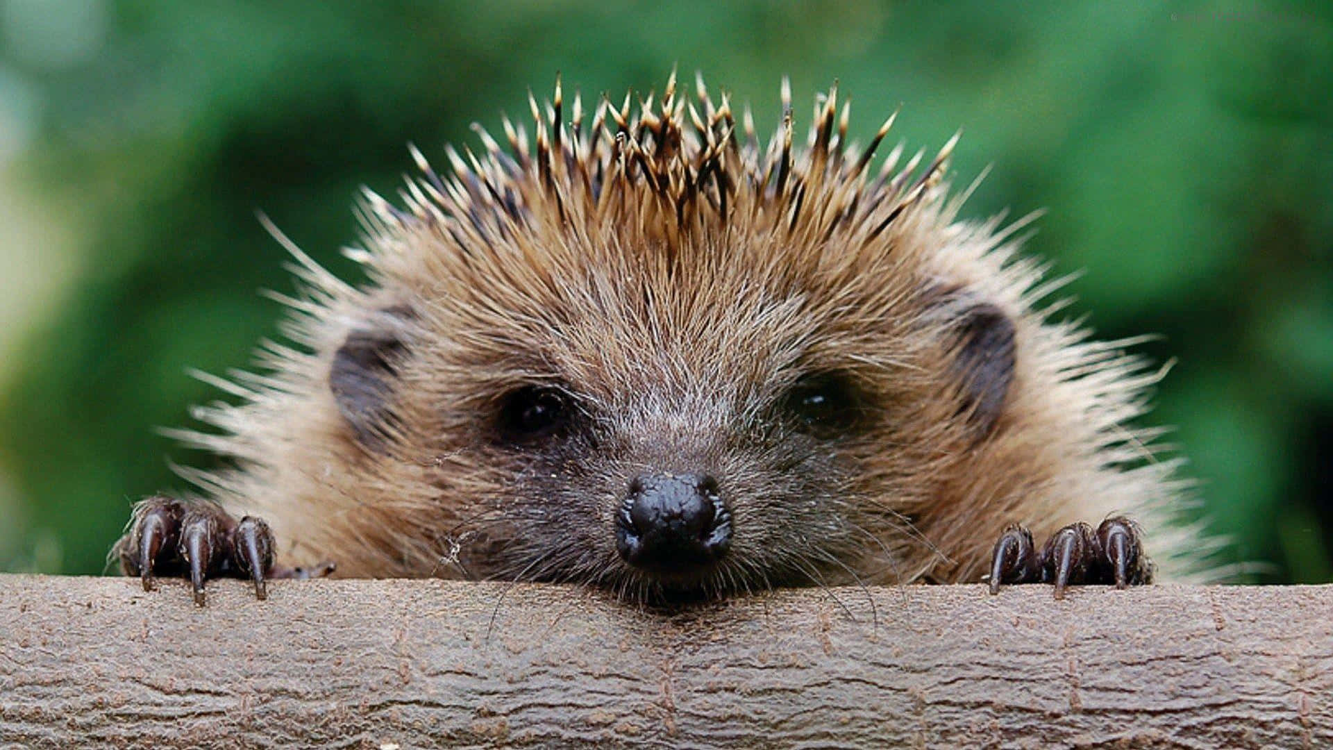 Hedgehog Looking Over A Wooden Fence Background