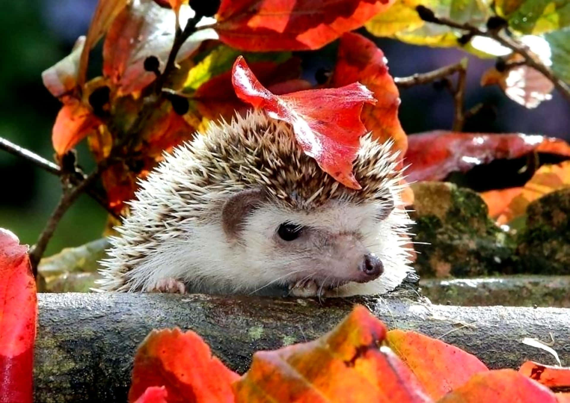 Hedgehogs, Hedgehogs, Hedgehogs, Hedgehogs, Hedgehogs, Hedgehogs, Hedgehogs, Hedgehogs, Background