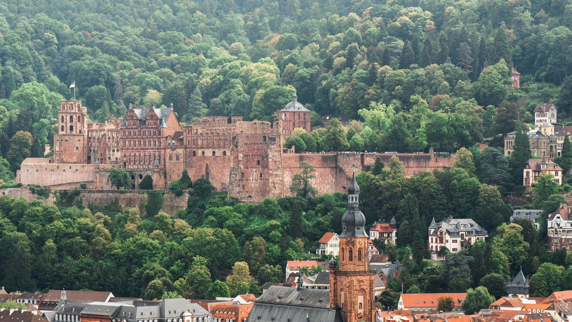 Heidelberg Castle Thick Trees Background