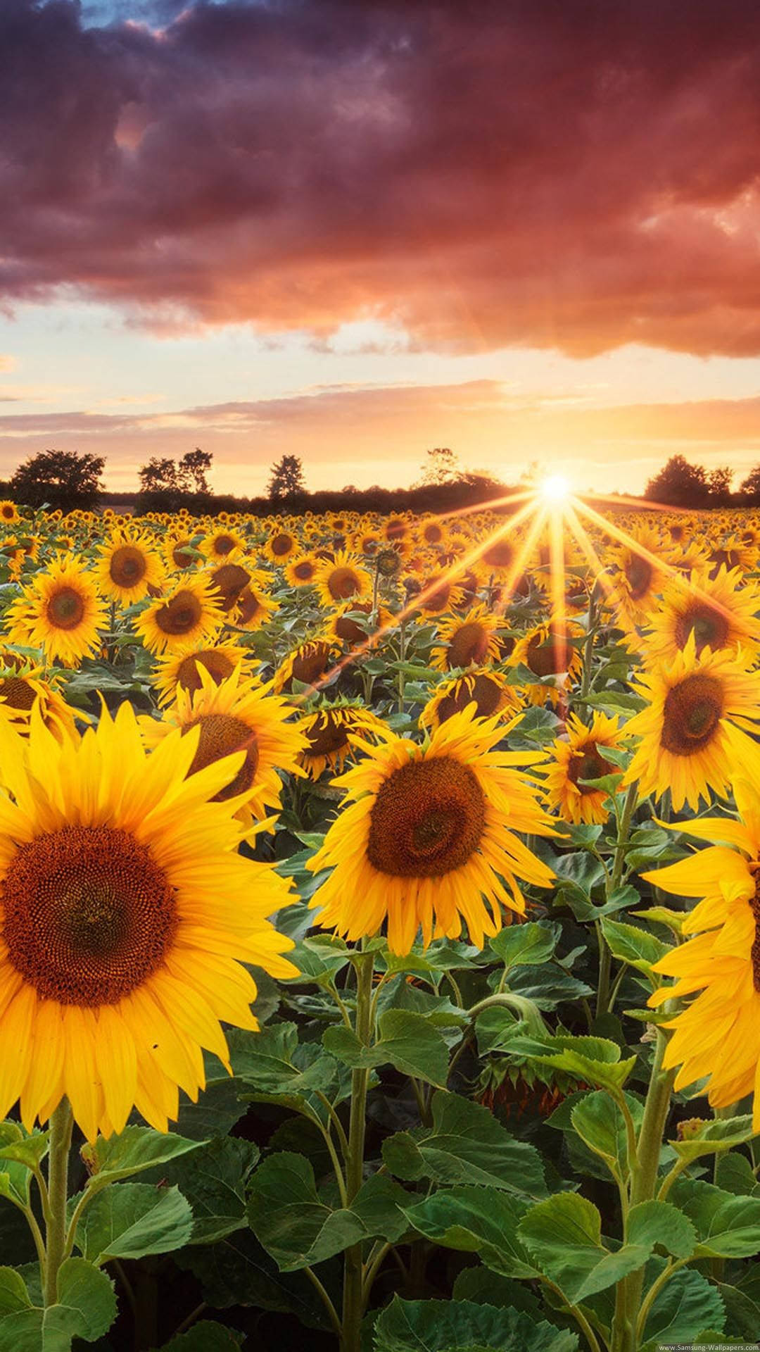 Helianthus Annuus Sunflower Iphone Background