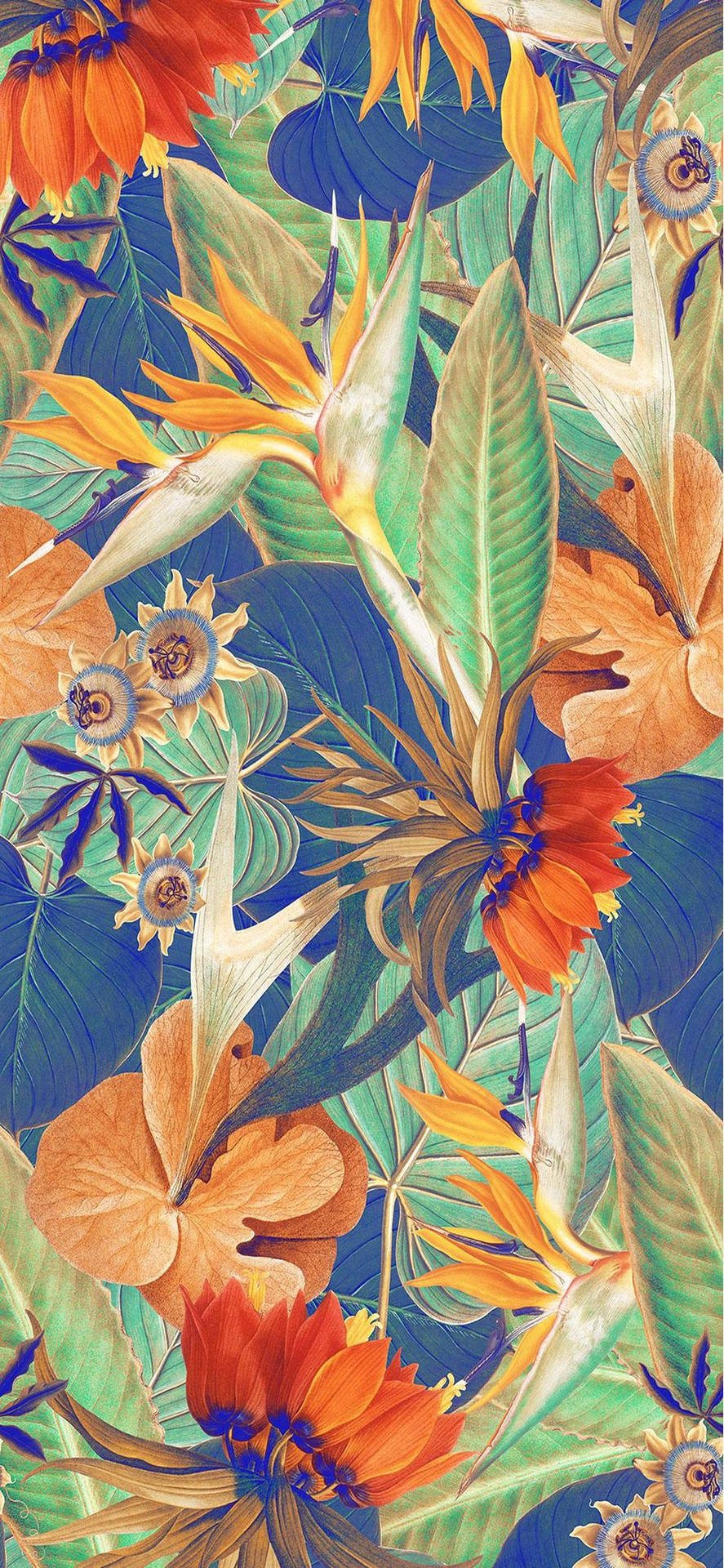 Heliconia Plant Art Iphone Background
