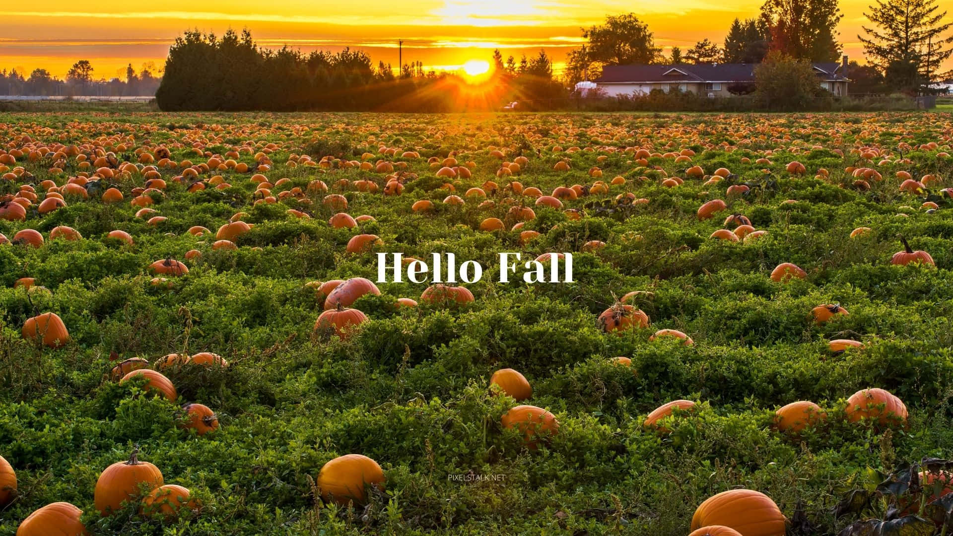 Hello Fall Pumpkin Field Background