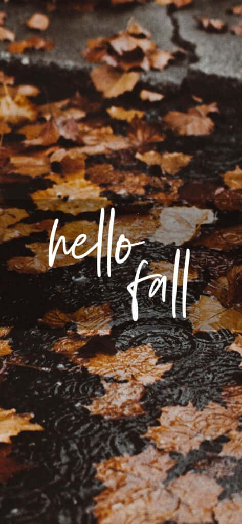 Hello Fall Wallpaper Mobile Background