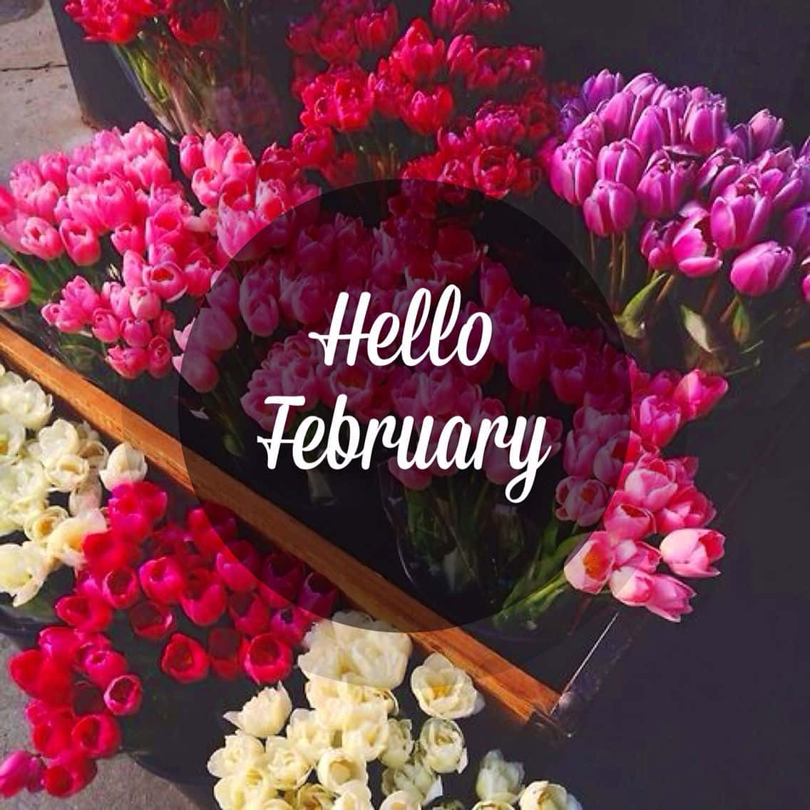 Hello February - A Flower Display With The Words Hello February Background