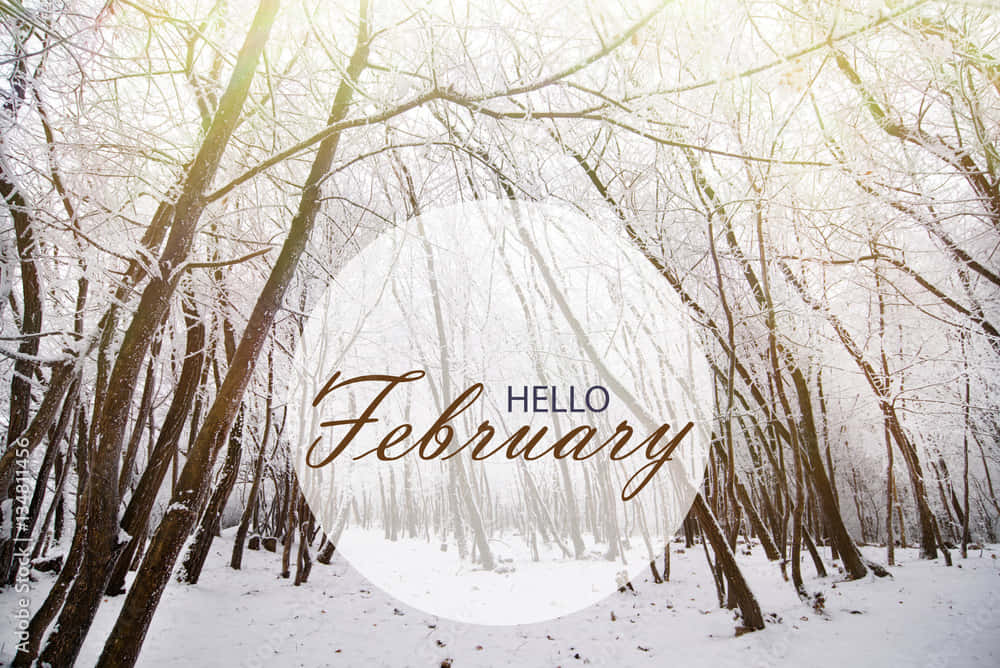Hello February - Winter Forest Background
