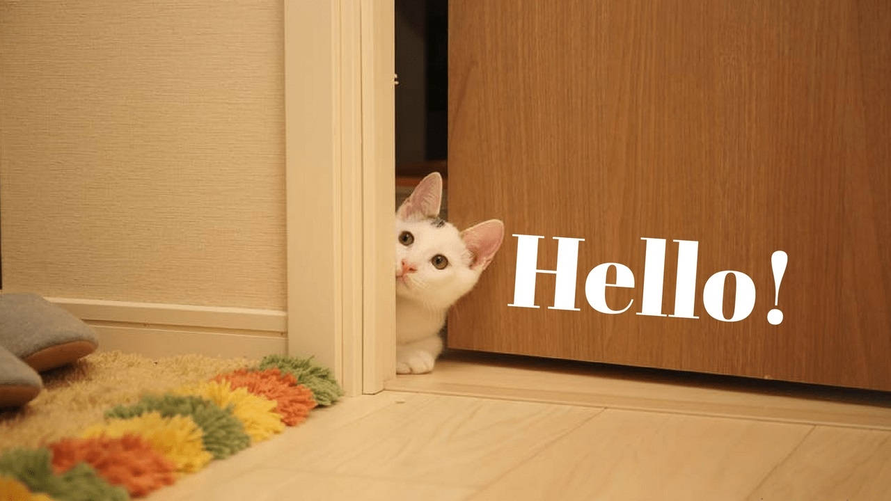 Hello From A Cute Cat