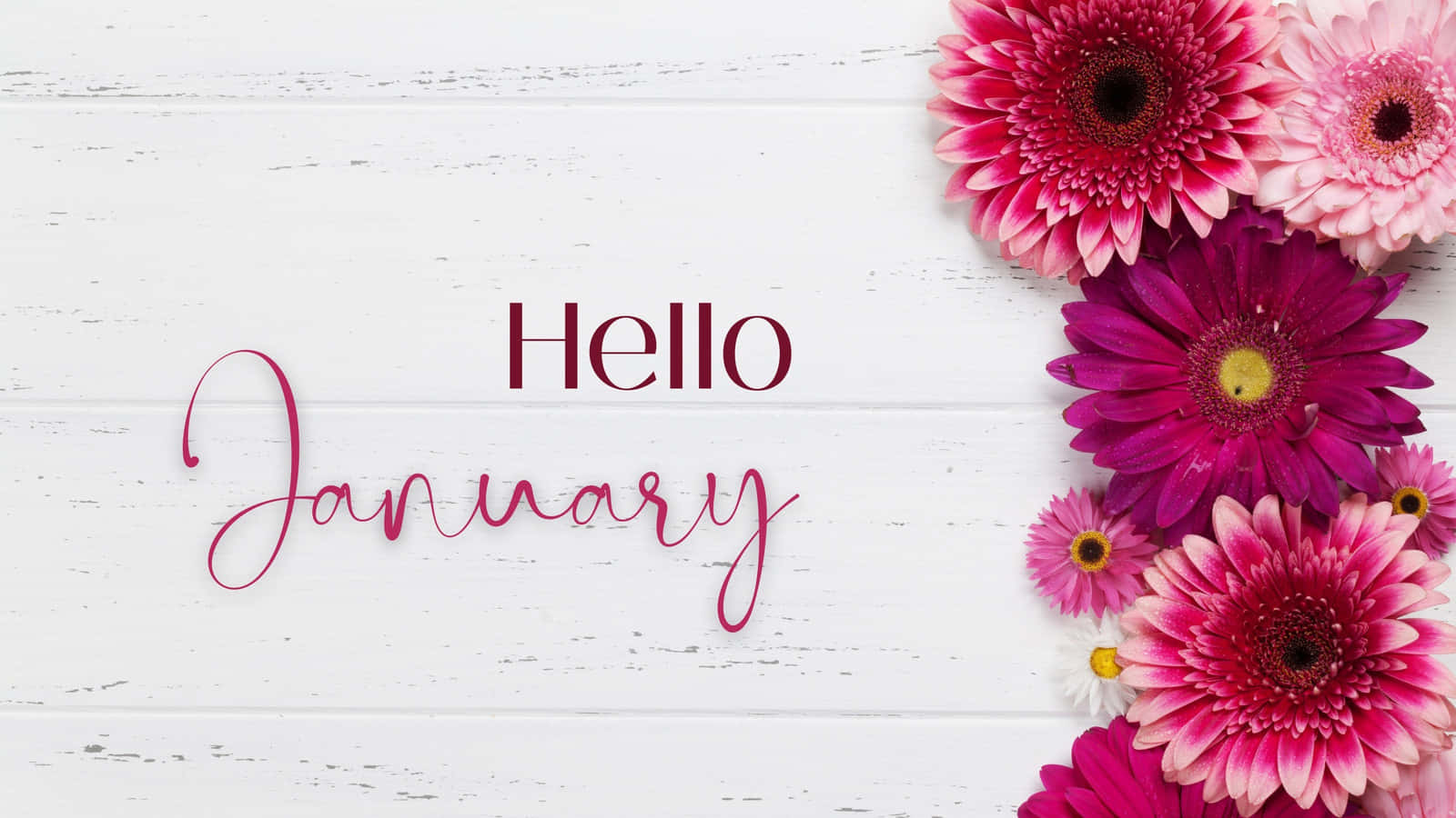 Hello January - Pink Flowers On A White Background Background