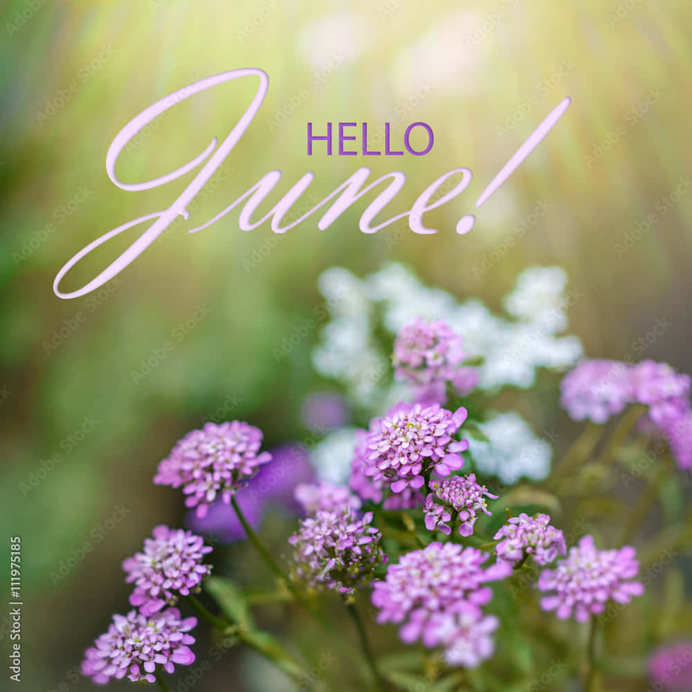 Hello June Greeting Card With Purple Flowers Background