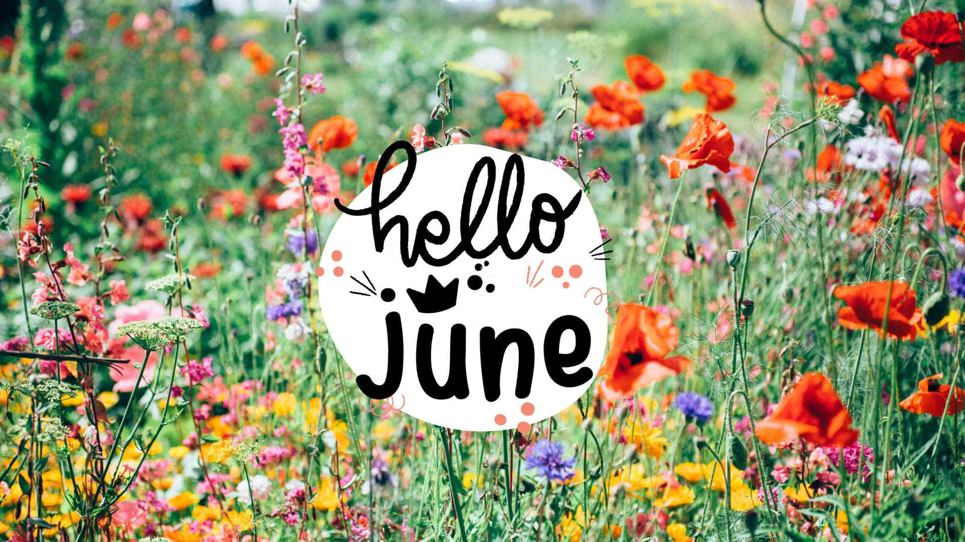 Hello June In The Field Of Flowers Background