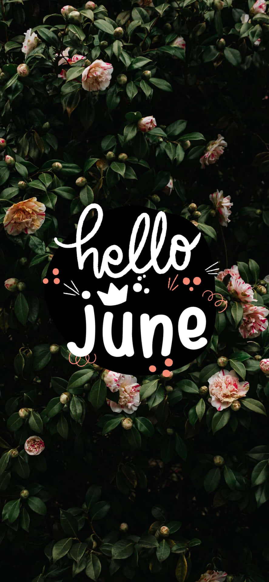 Hello June Wallpaper Background