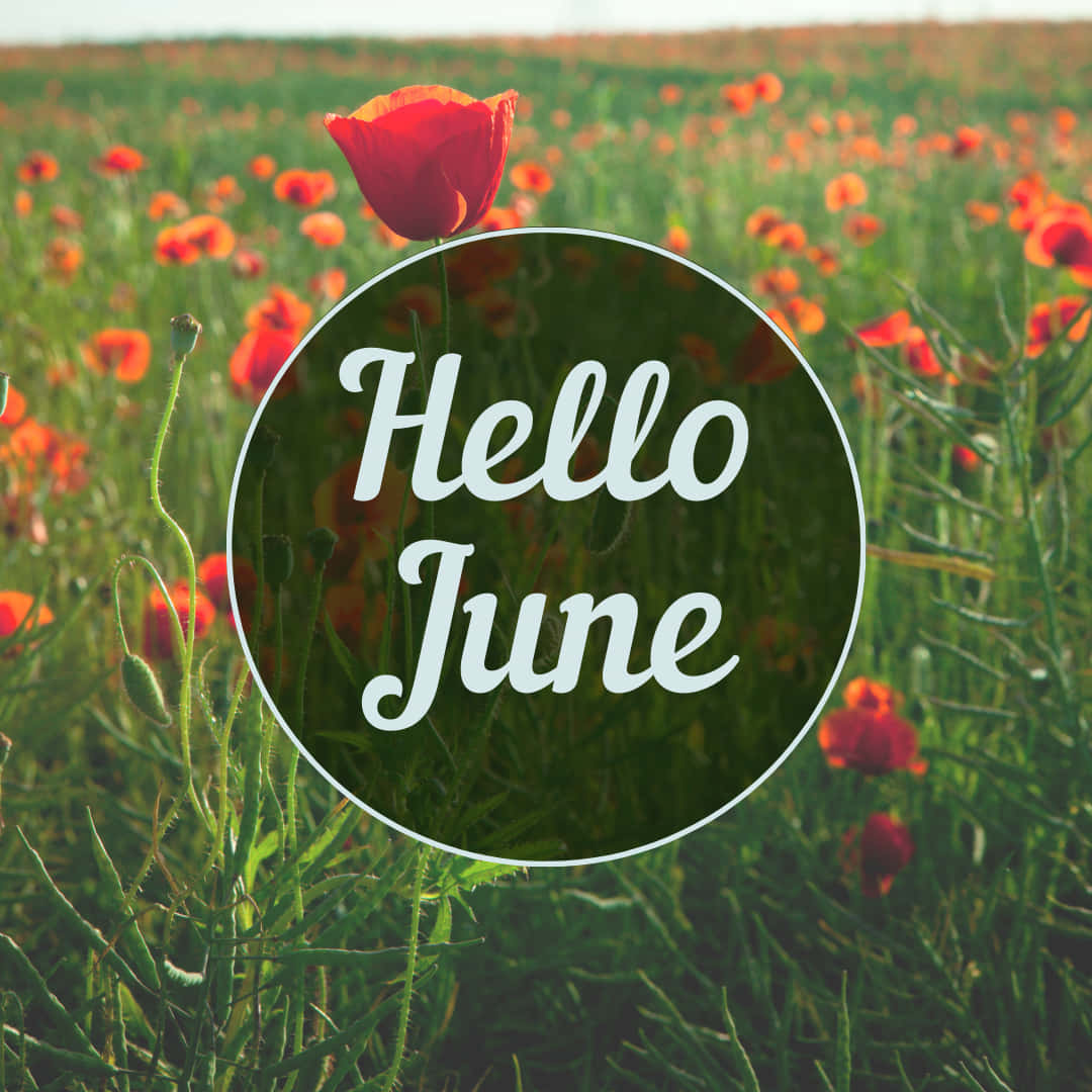 Hello June With Red Poppies In The Background Background