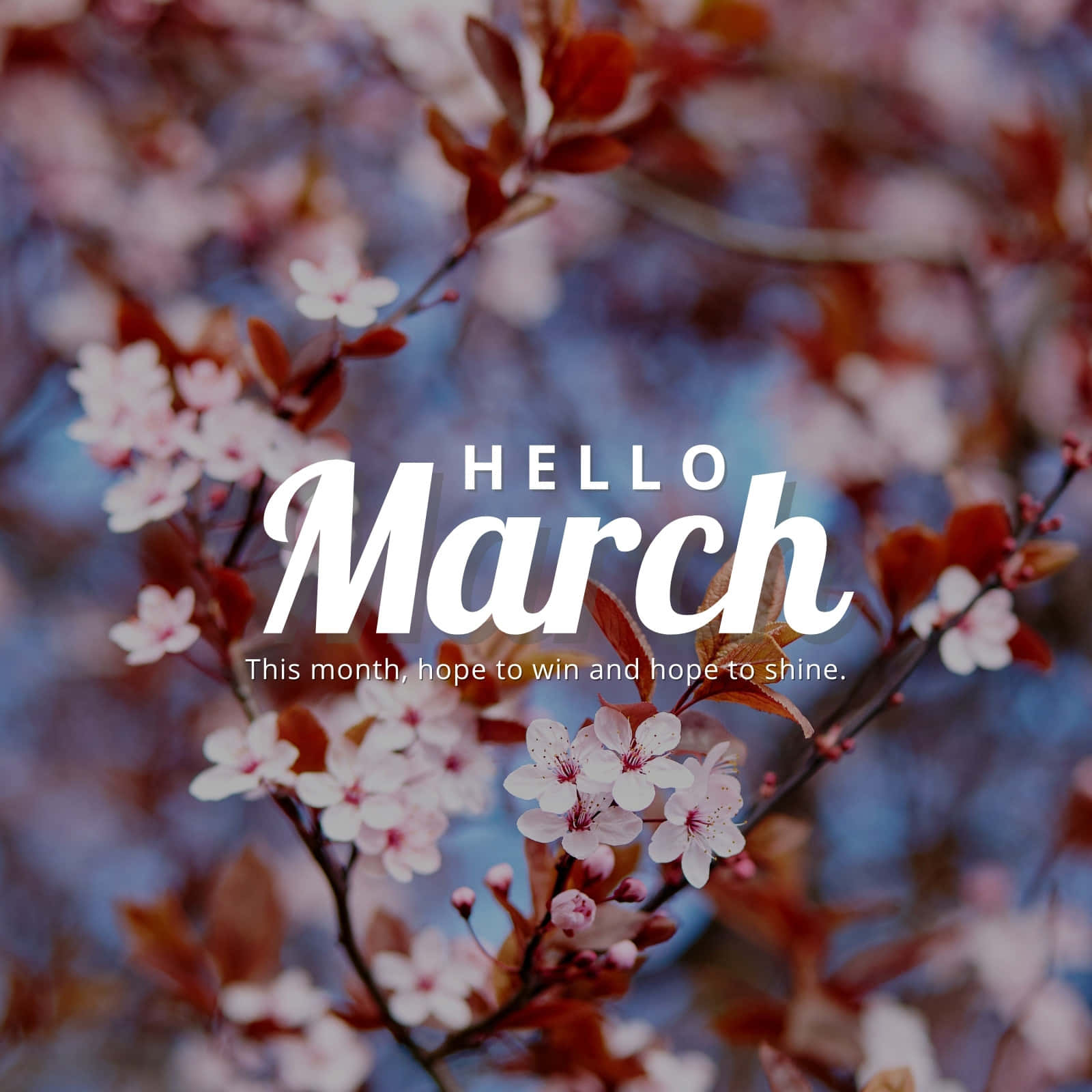 Hello March Autumn Cherry Blossom Graphic Art