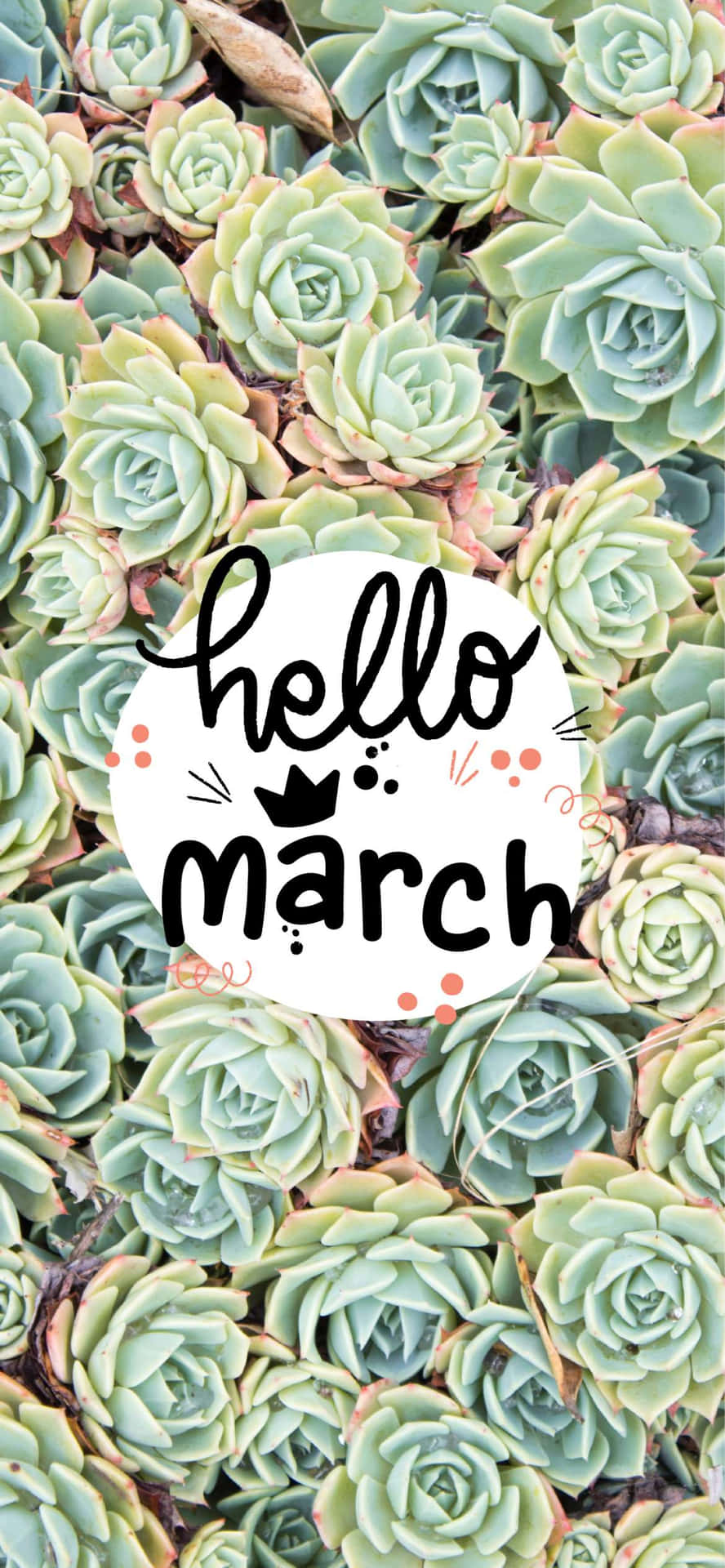 Hello March Collective Succulent Plant