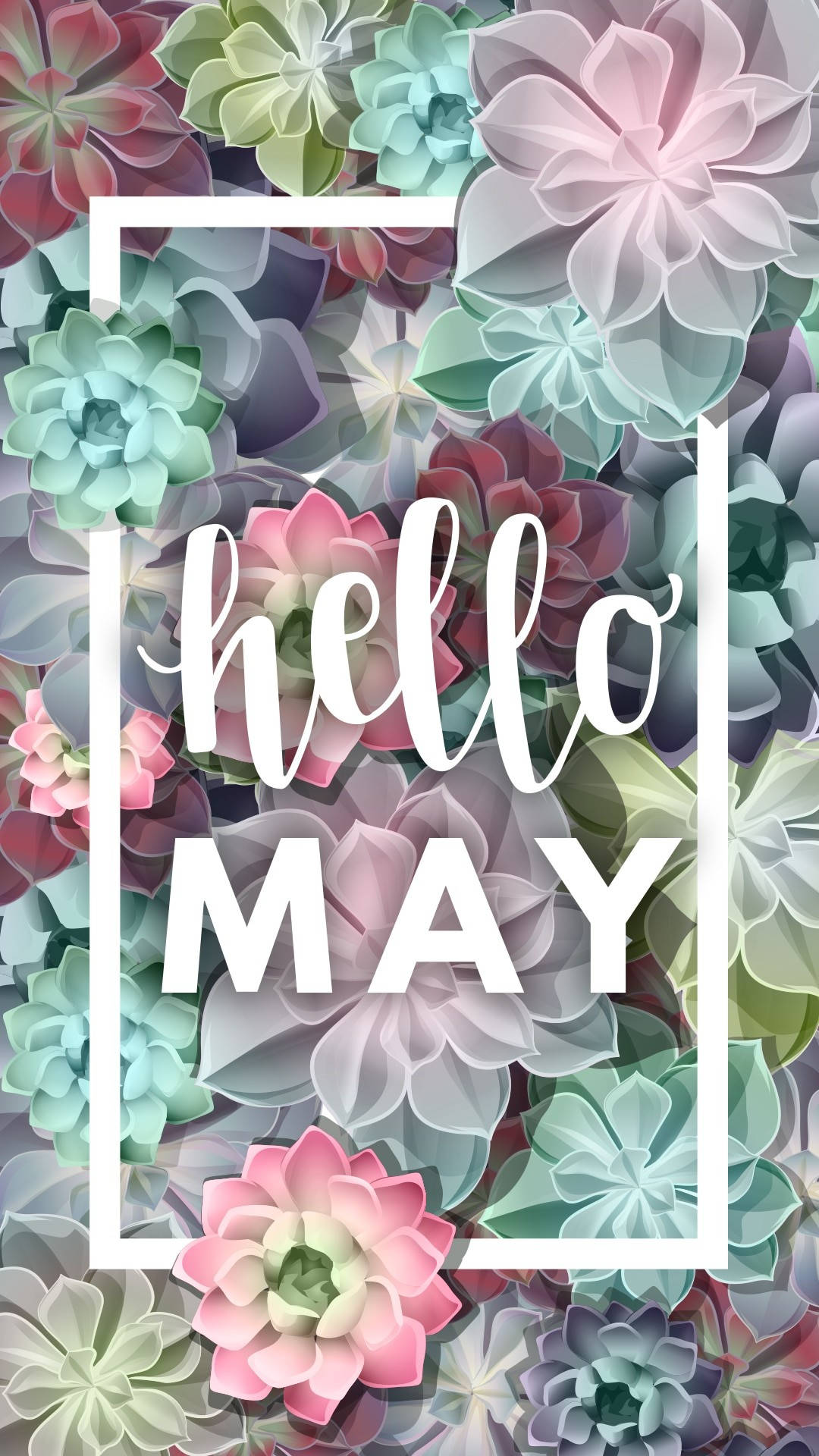 Hello May Colorful Succulents Background