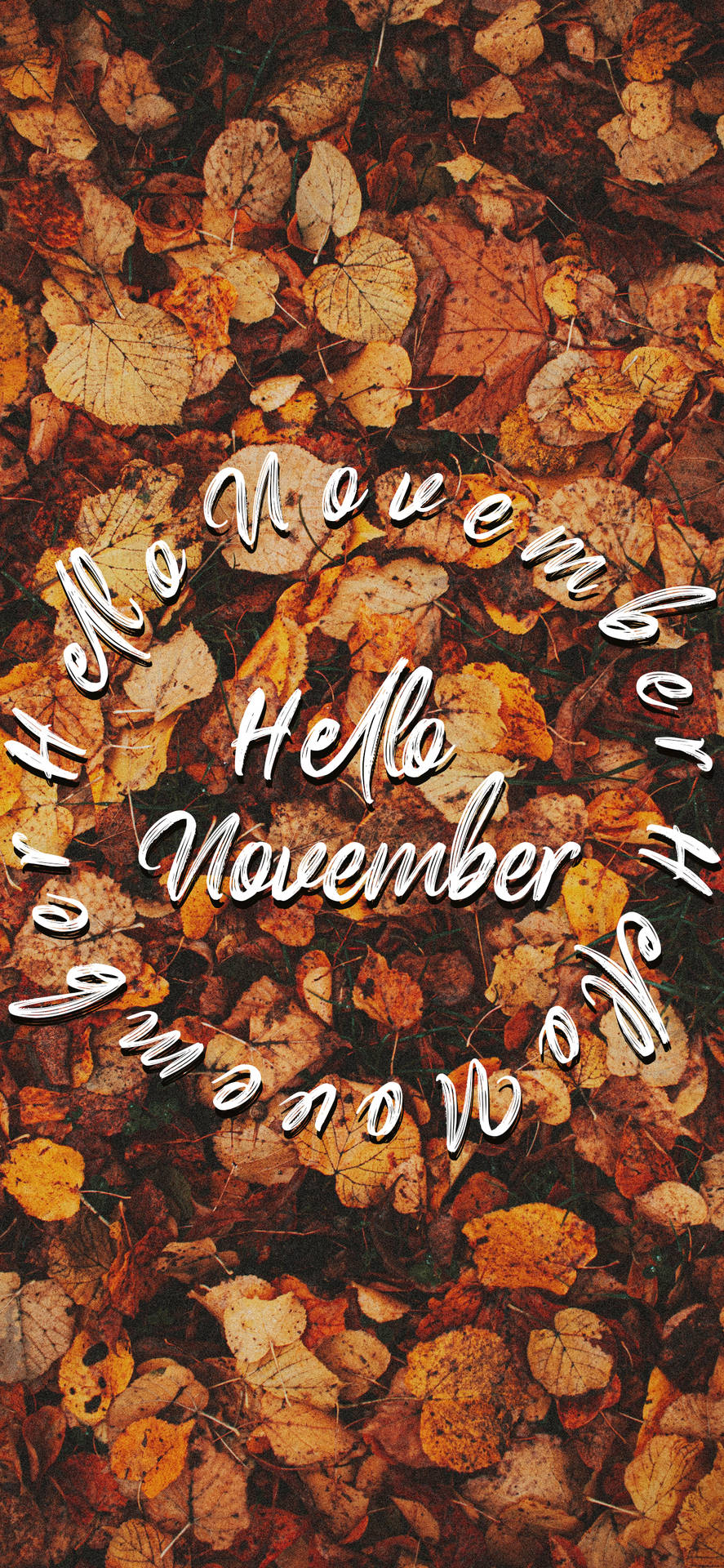 Hello November On Autumn Leaves Background