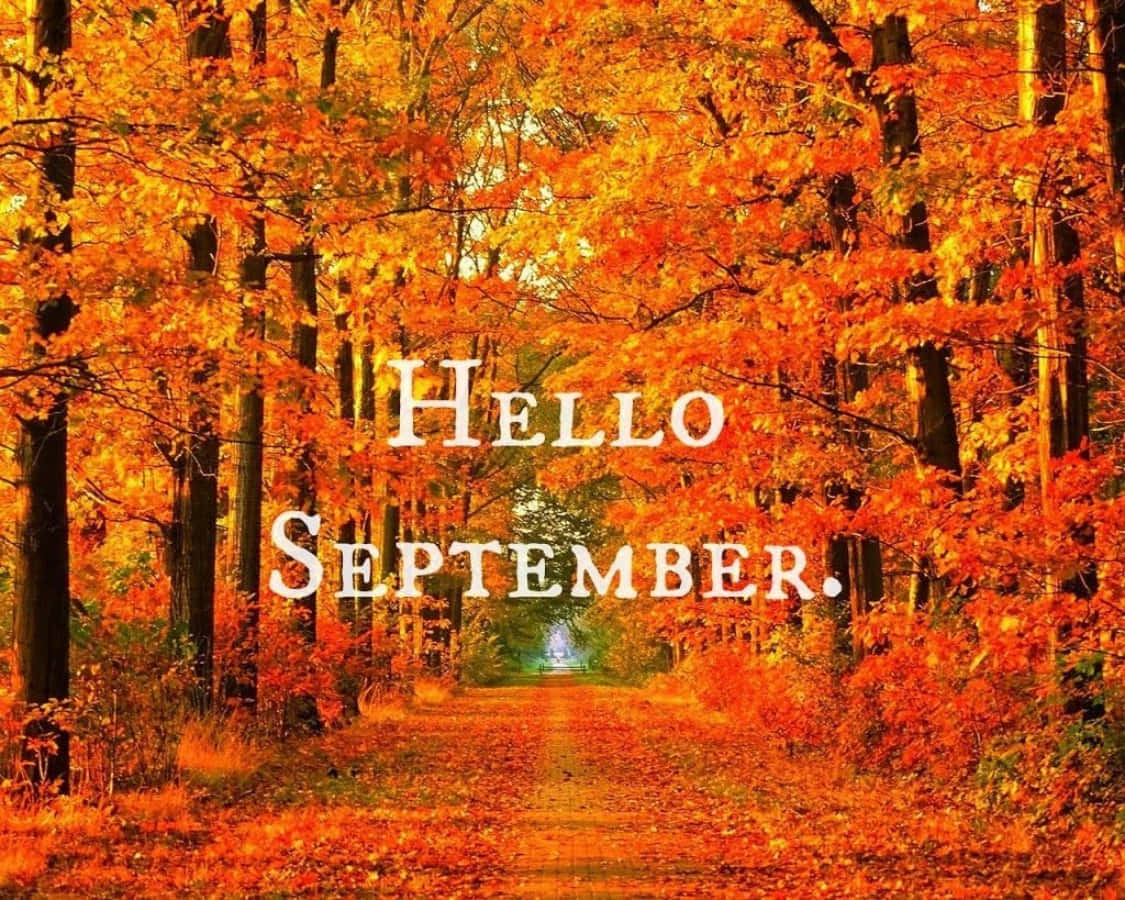 Hello September Greeting Autumn Tree On The Road Background