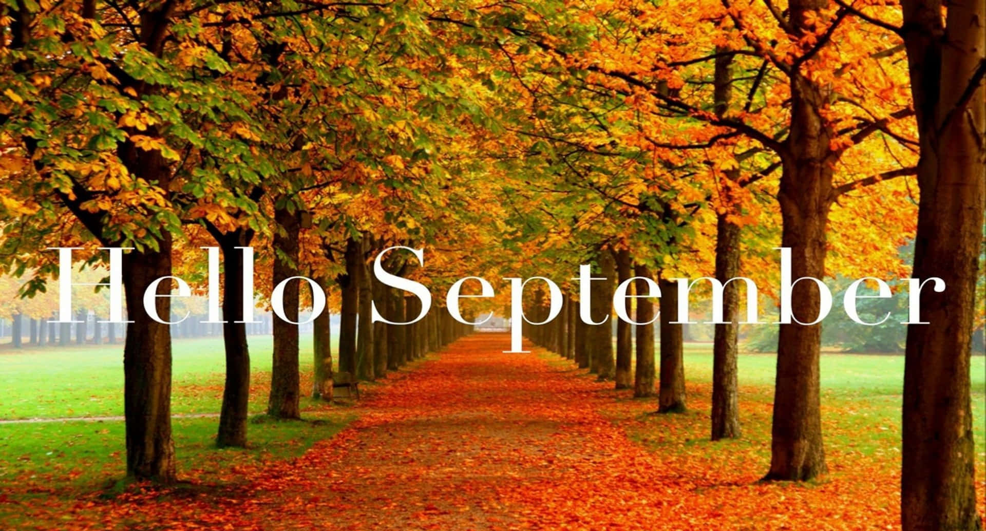 Hello September Greeting During Fall Season Background