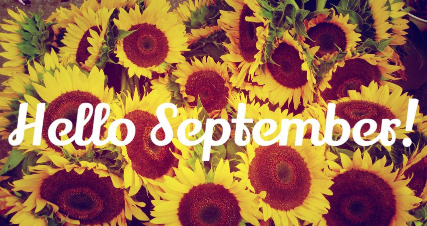 Hello September Greeting With Sunflower Background