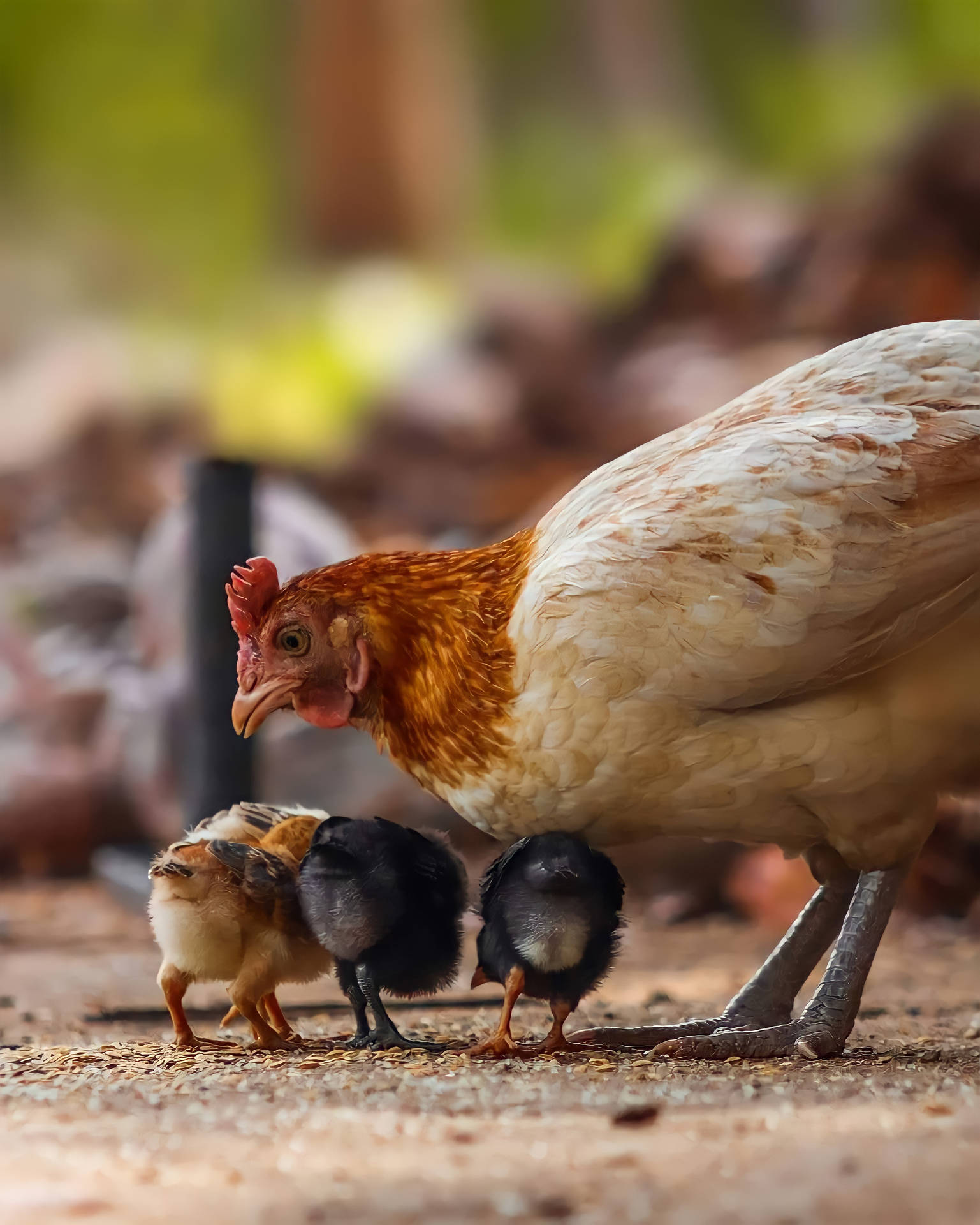 Hen Feeds Chicks Background