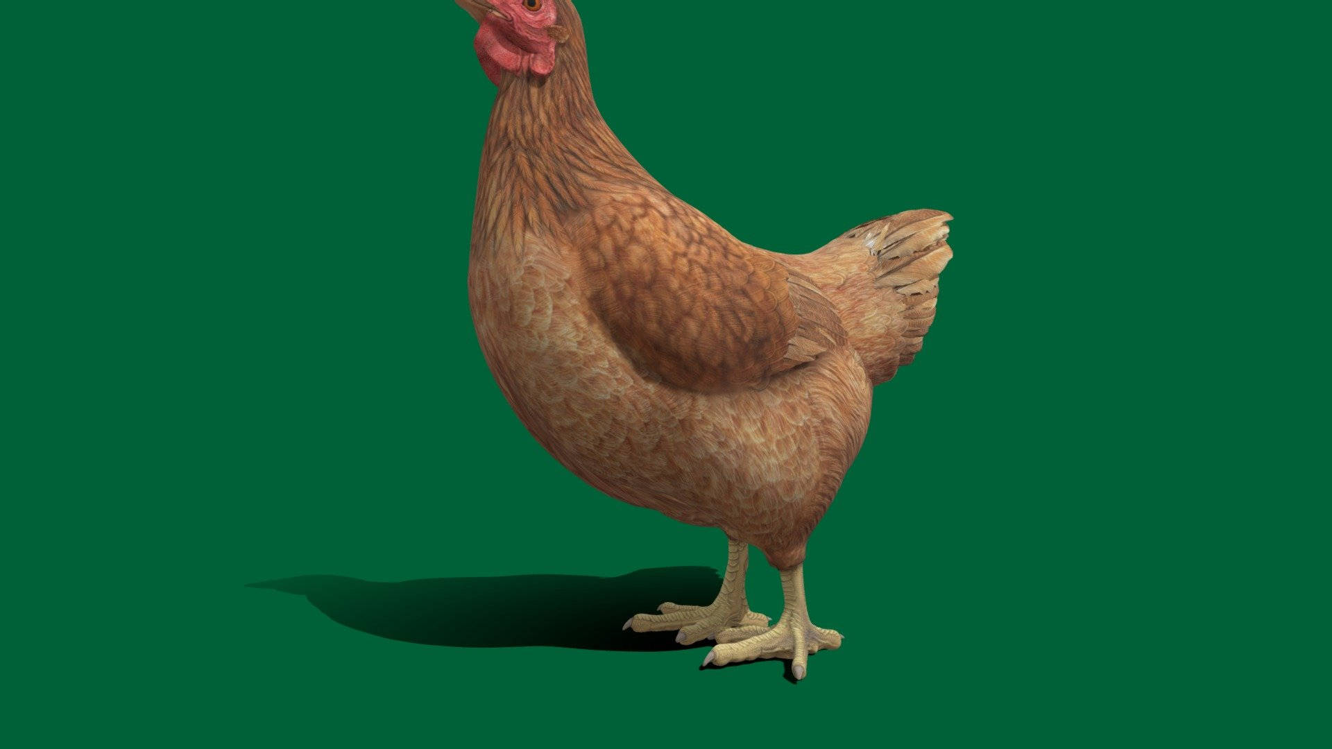 Hen In Green Background