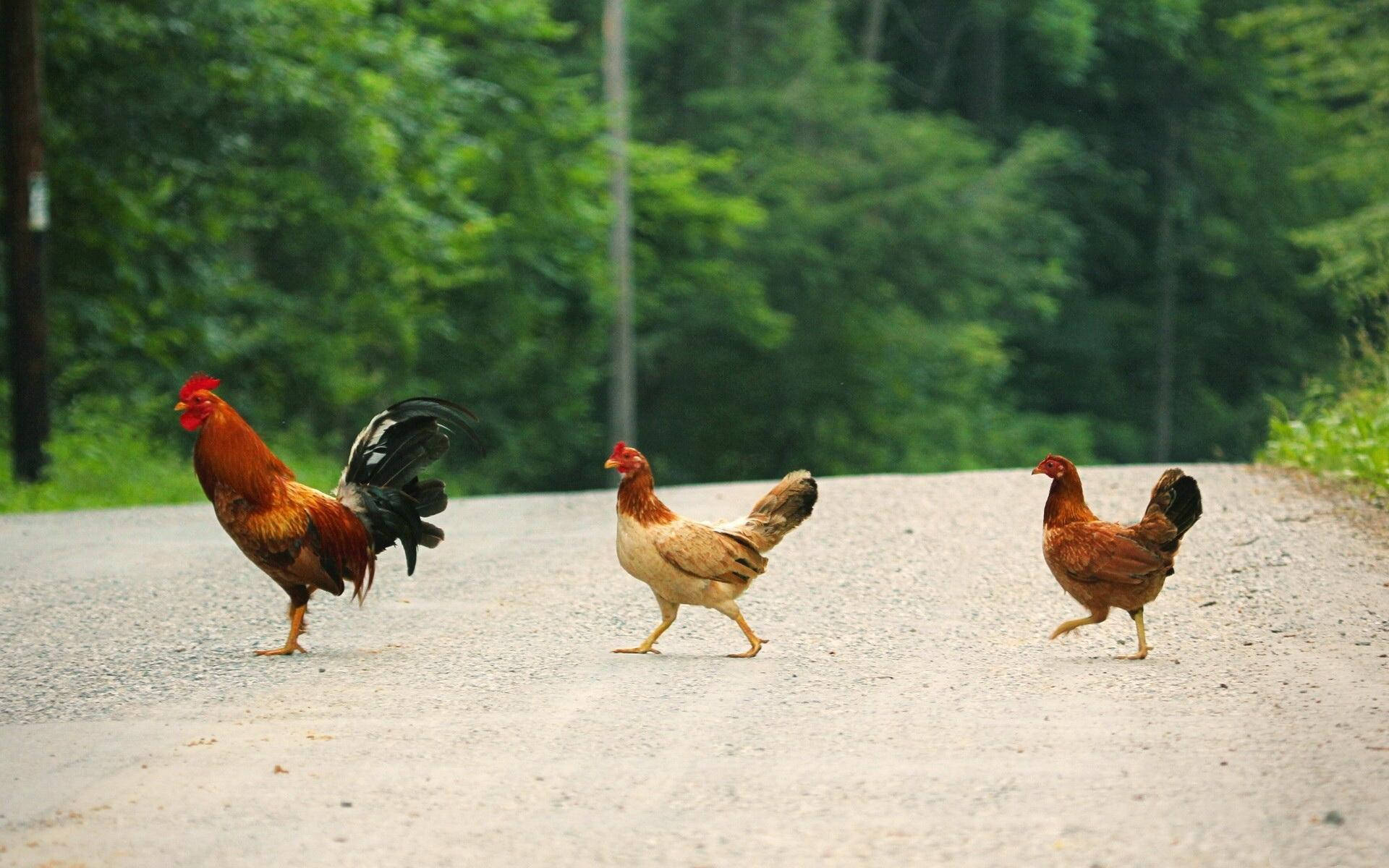 Hen In The Road Background