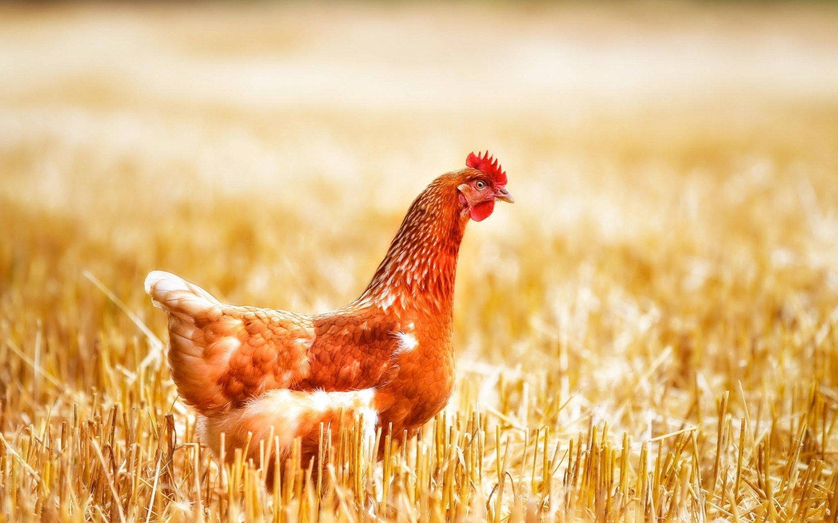 Hen On Grassfield Background