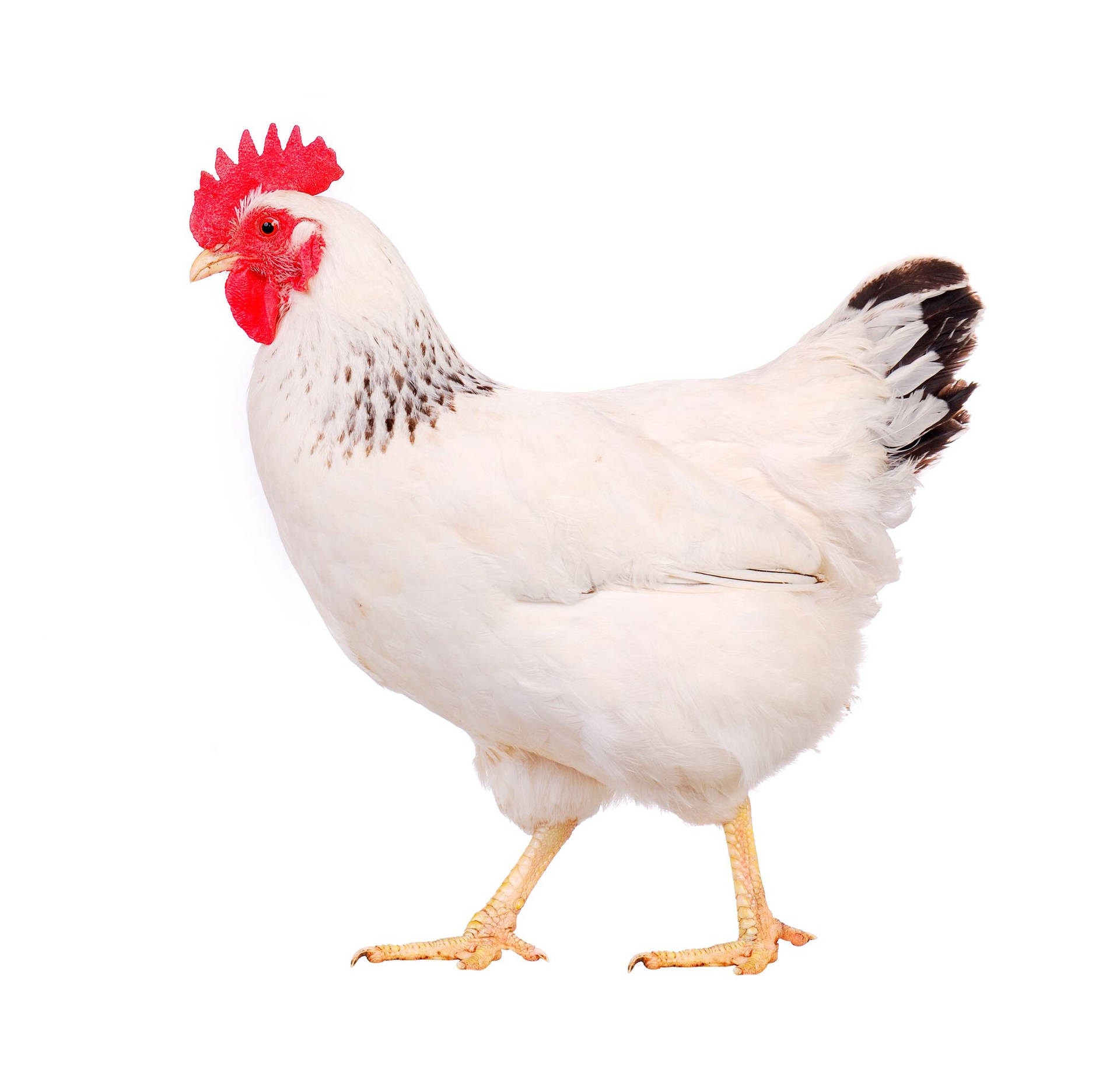 Hen On White Background